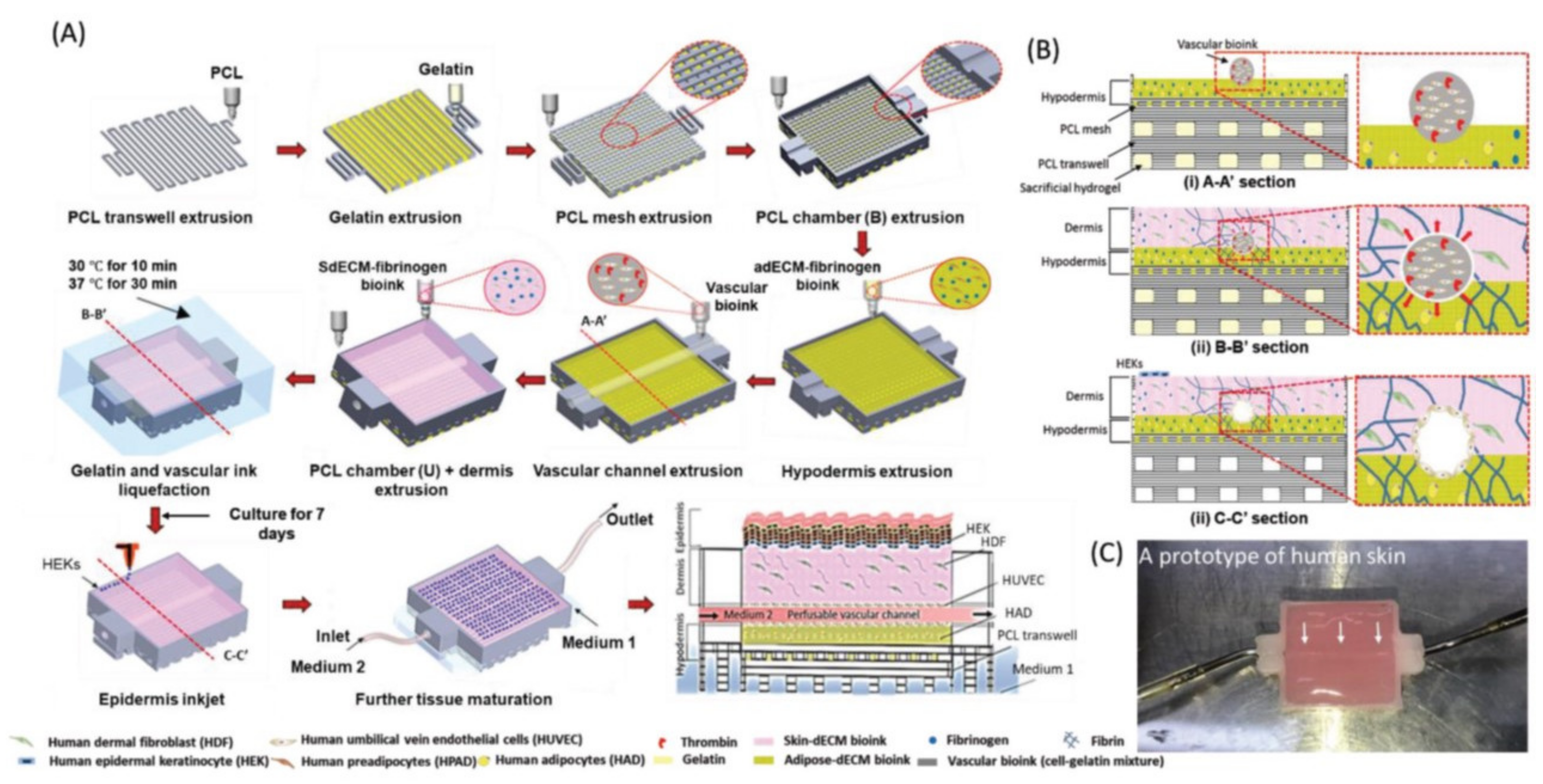 Pharmaceutics 14 00464 g017