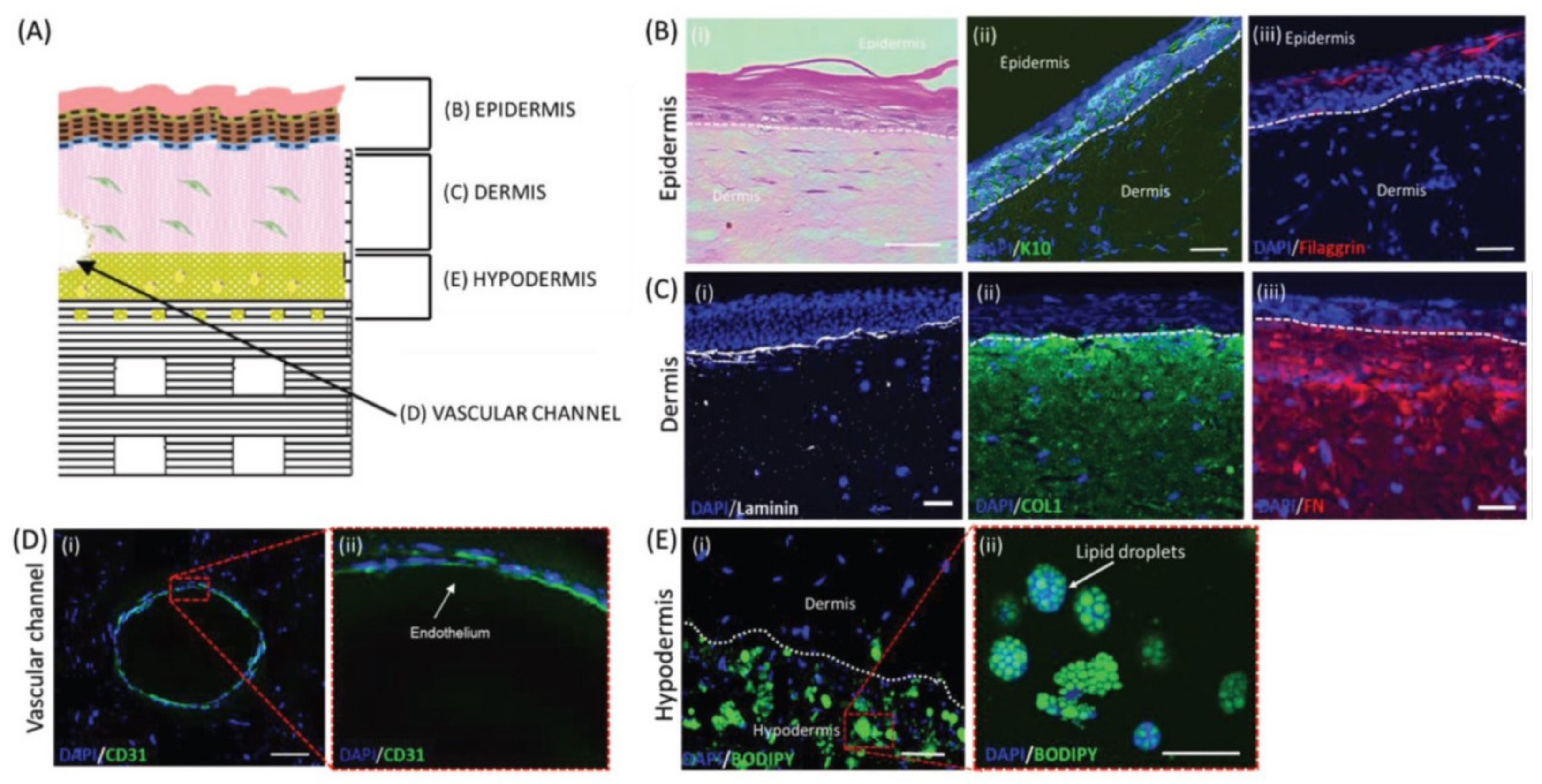 Pharmaceutics 14 00464 g018