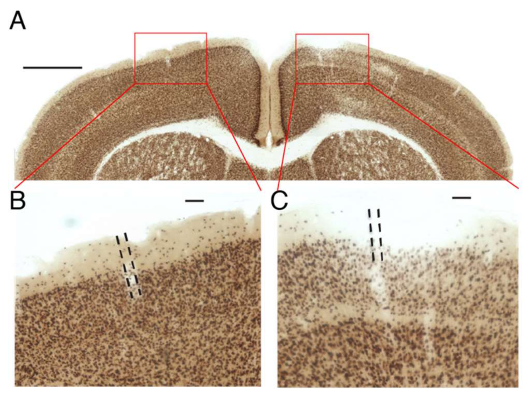 Pharmaceutics 14 00468 g007