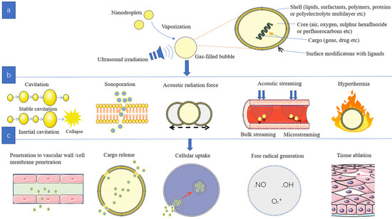 Pharmaceutics Free Full Text Mechanistic Insights And Therapeutic Delivery Through Micro Nanobubble Assisted Ultrasound Html