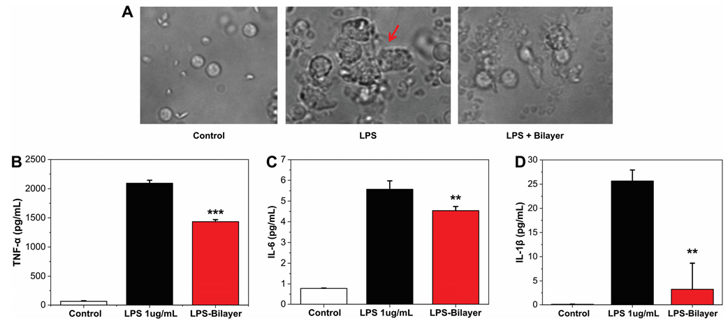 Pharmaceutics 14 00483 g002