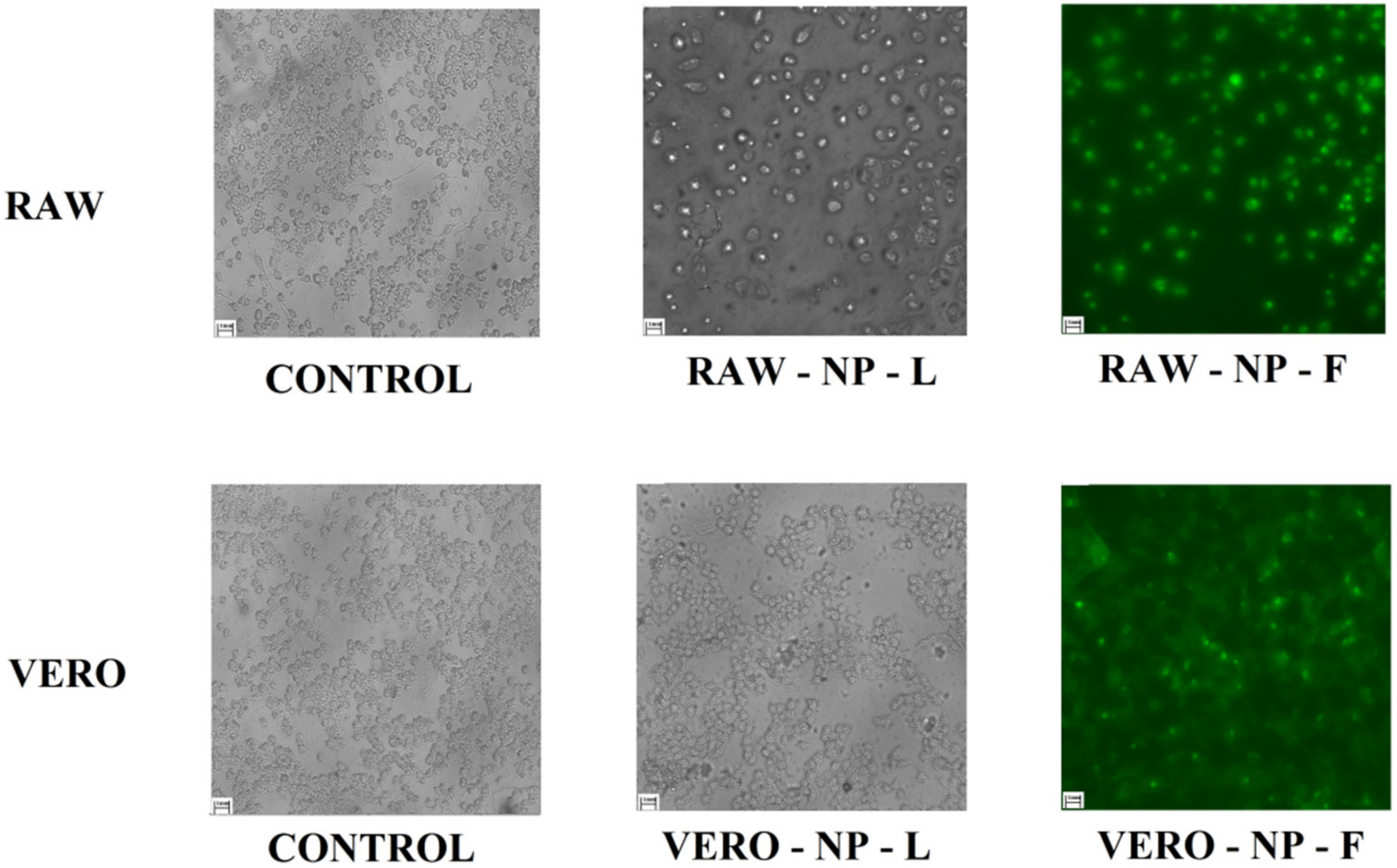 Pharmaceutics 14 00497 g005