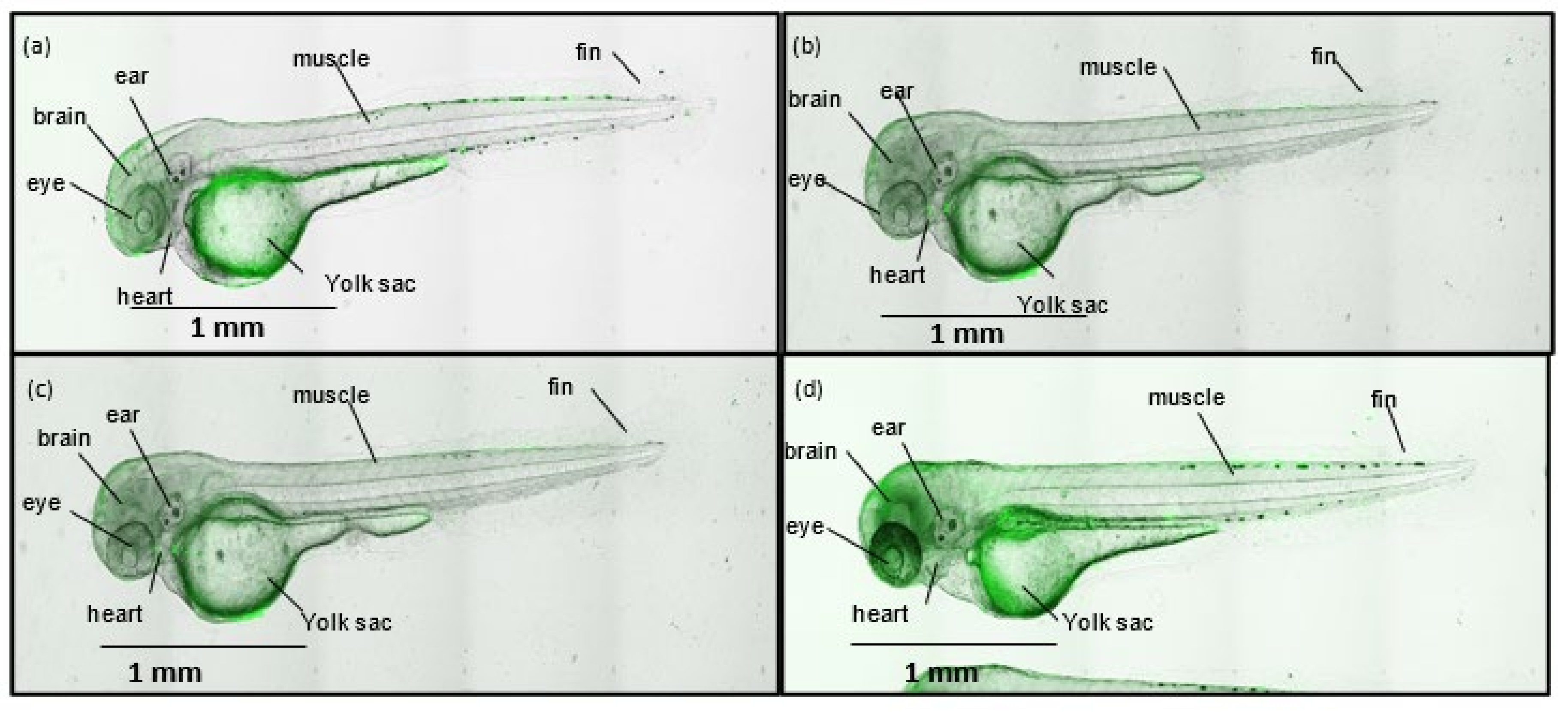 Pharmaceutics 14 00502 g008 550
