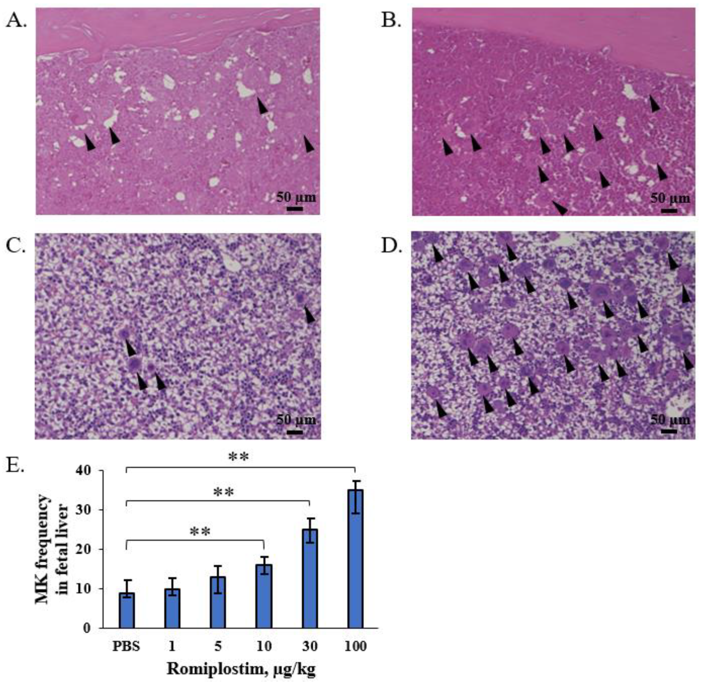 Pharmaceutics 14 00514 g003