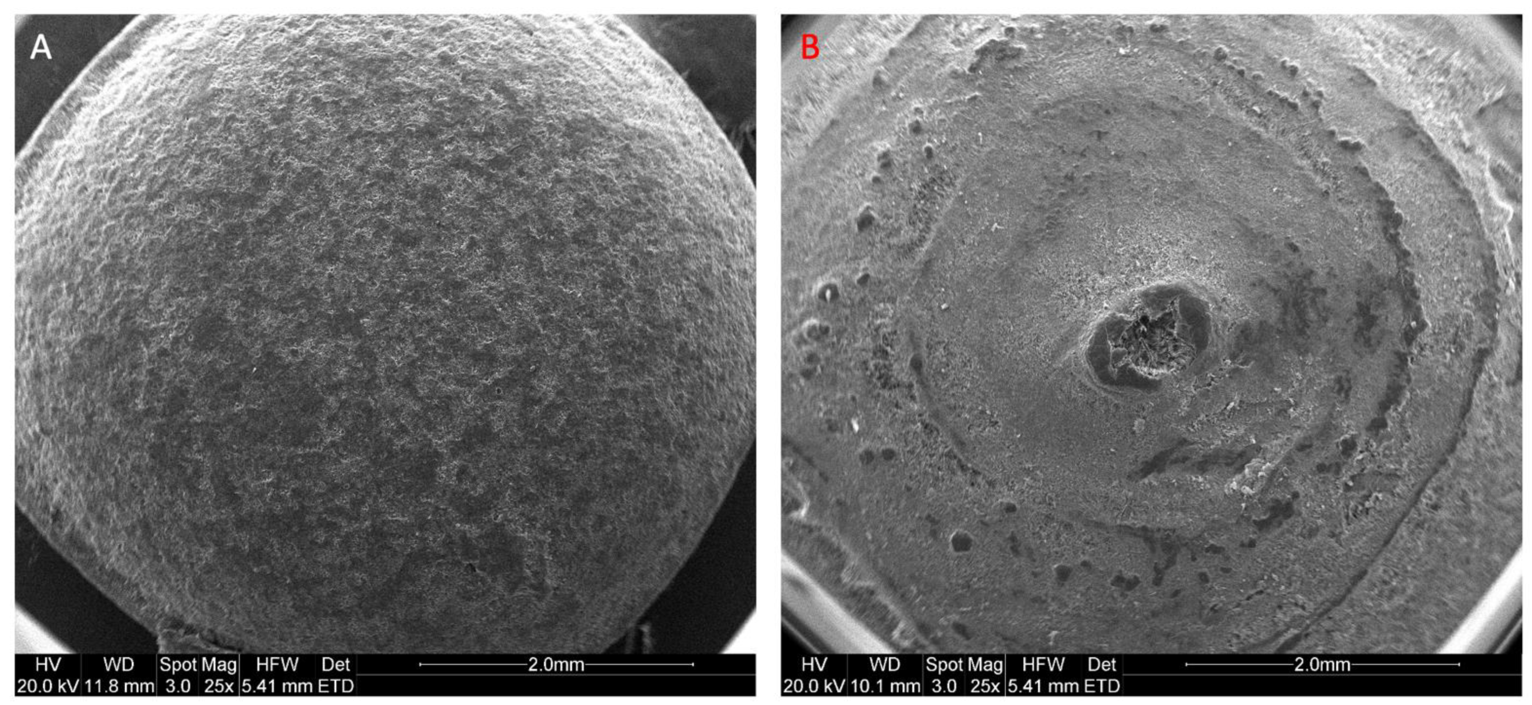 Pharmaceutics 14 00516 g003 550