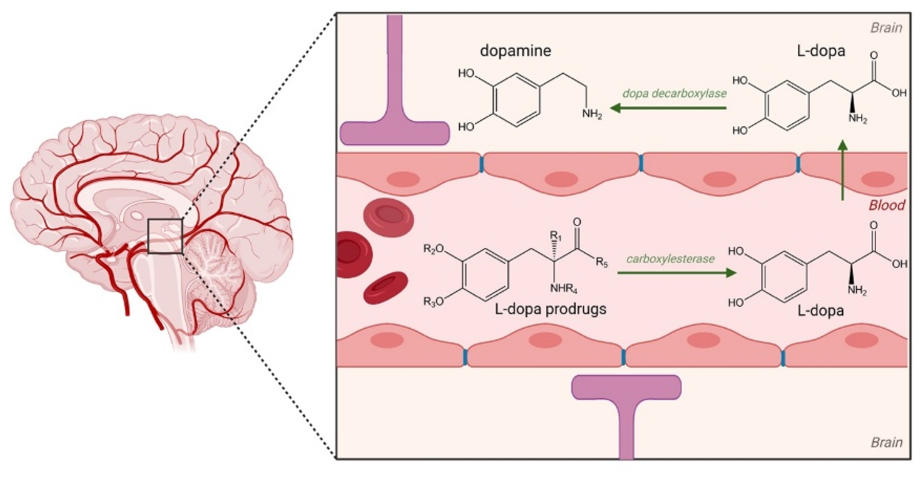 Pharmaceutics Free Full Text Prodrug Therapies For Infectious And Neurodegenerative Diseases Html