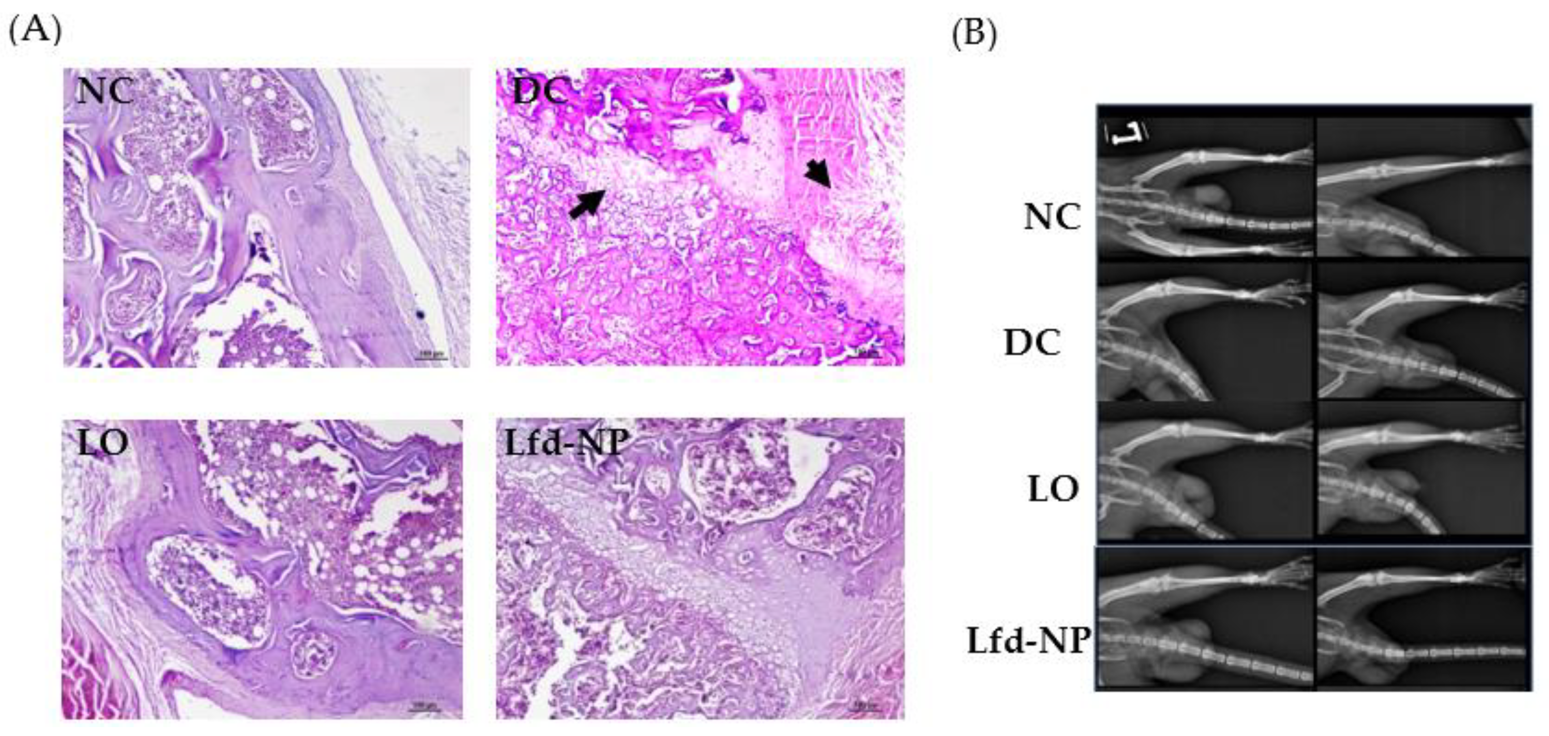 Pharmaceutics 14 00519 g008