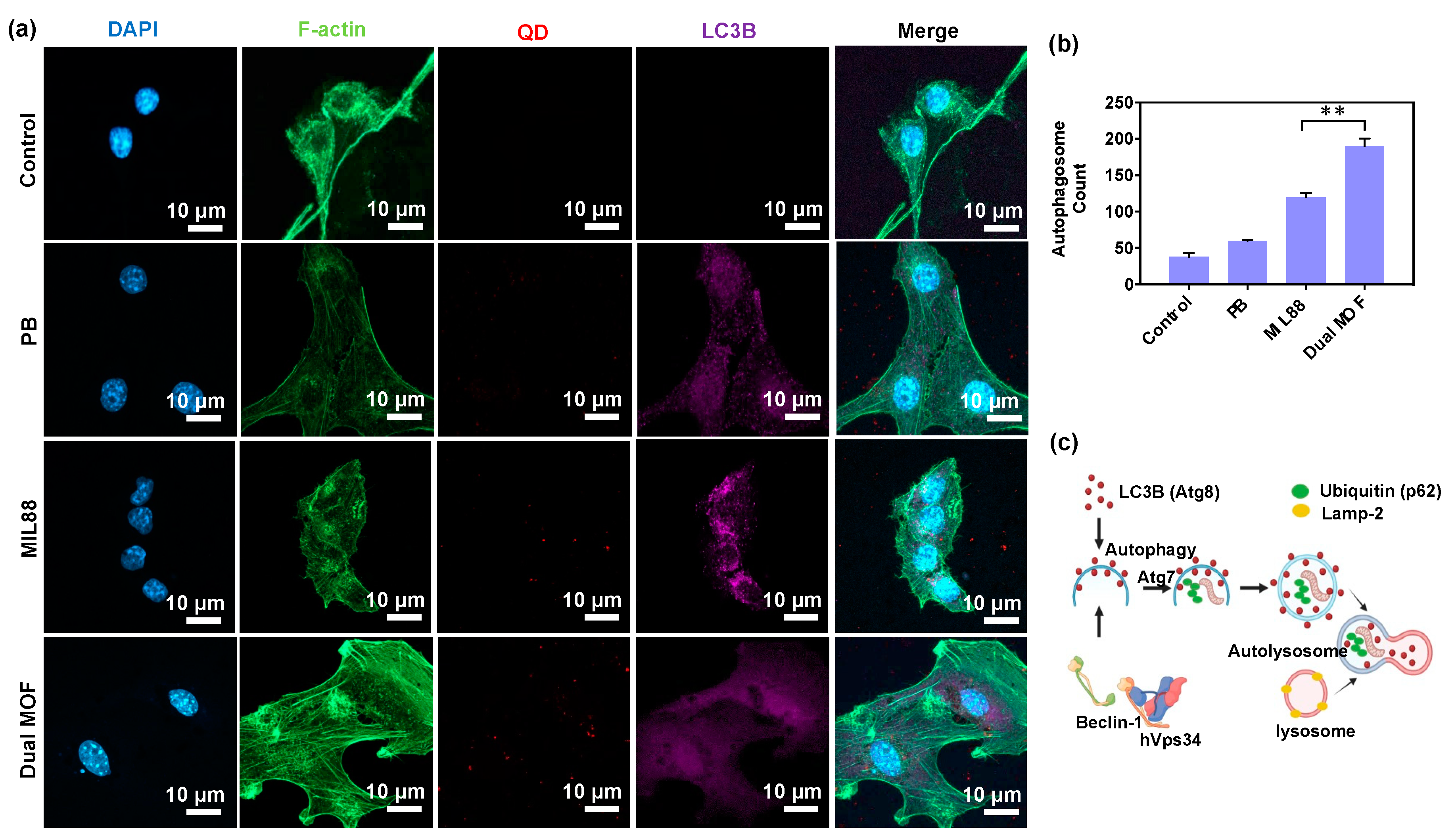 Pharmaceutics 14 00527 g004 550