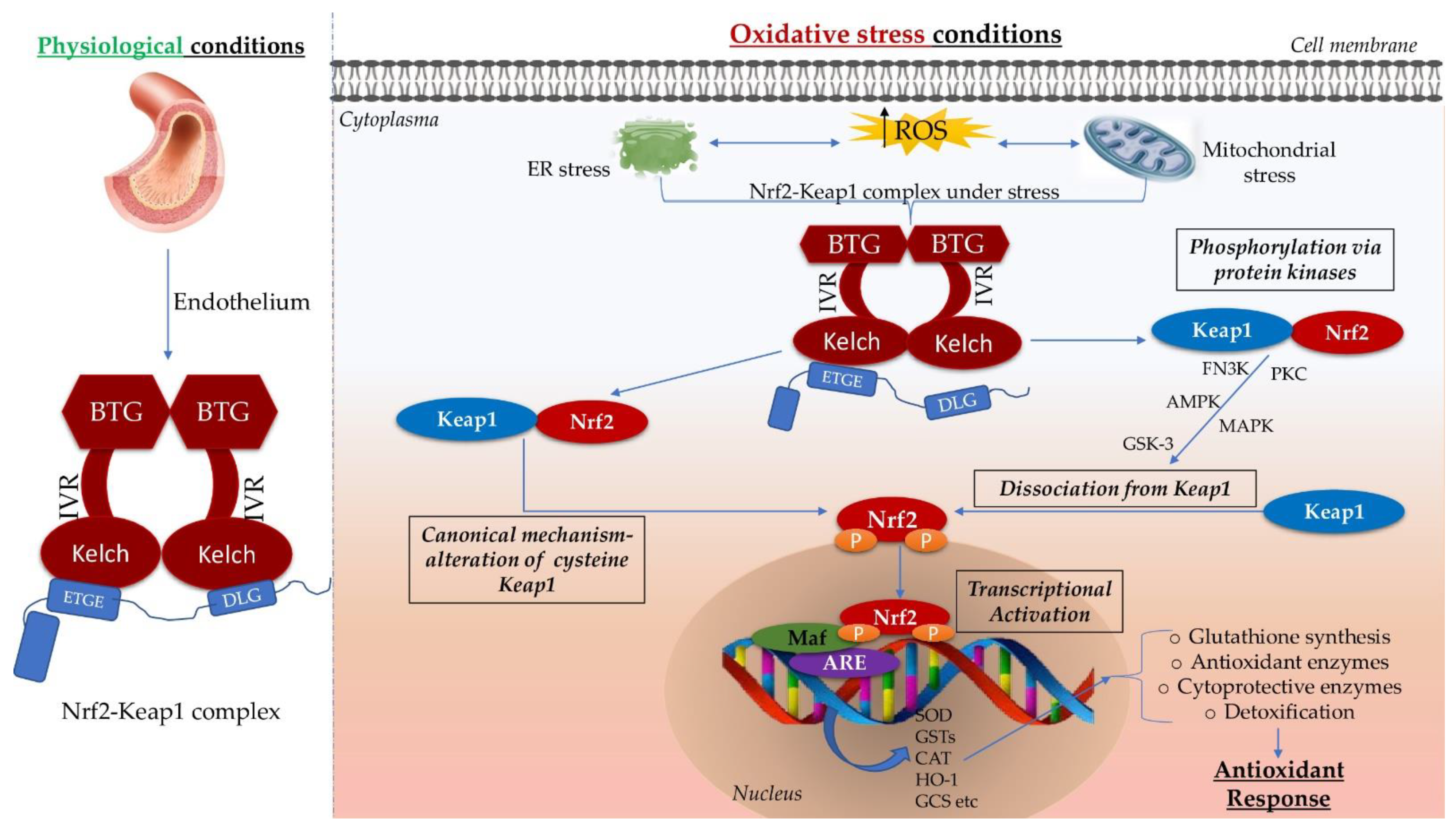 Pharmaceutics 14 00534 g001 Pharmaceutics 14 00534 g001