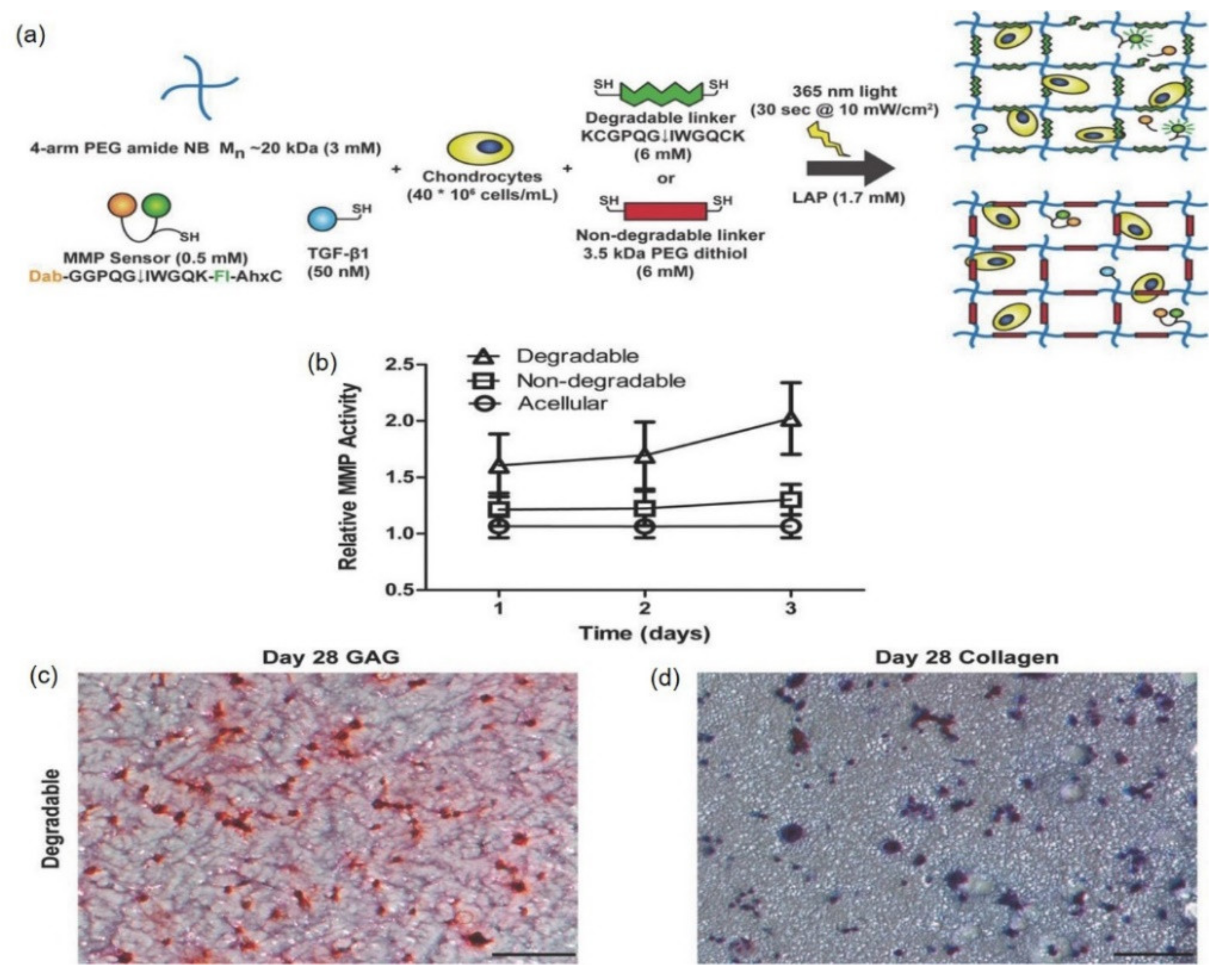 Pharmaceutics 14 00540 g006