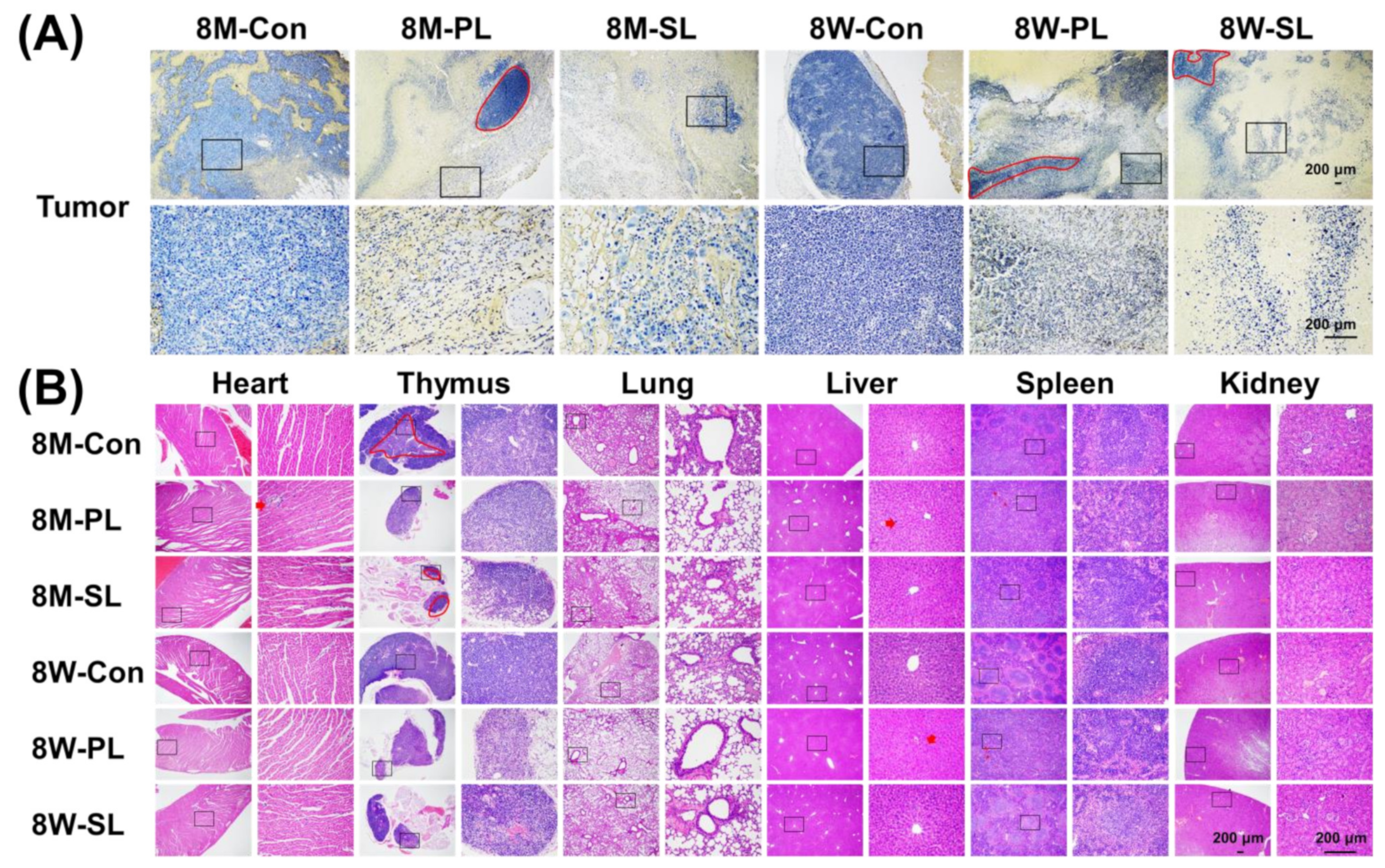Pharmaceutics 14 00545 g007