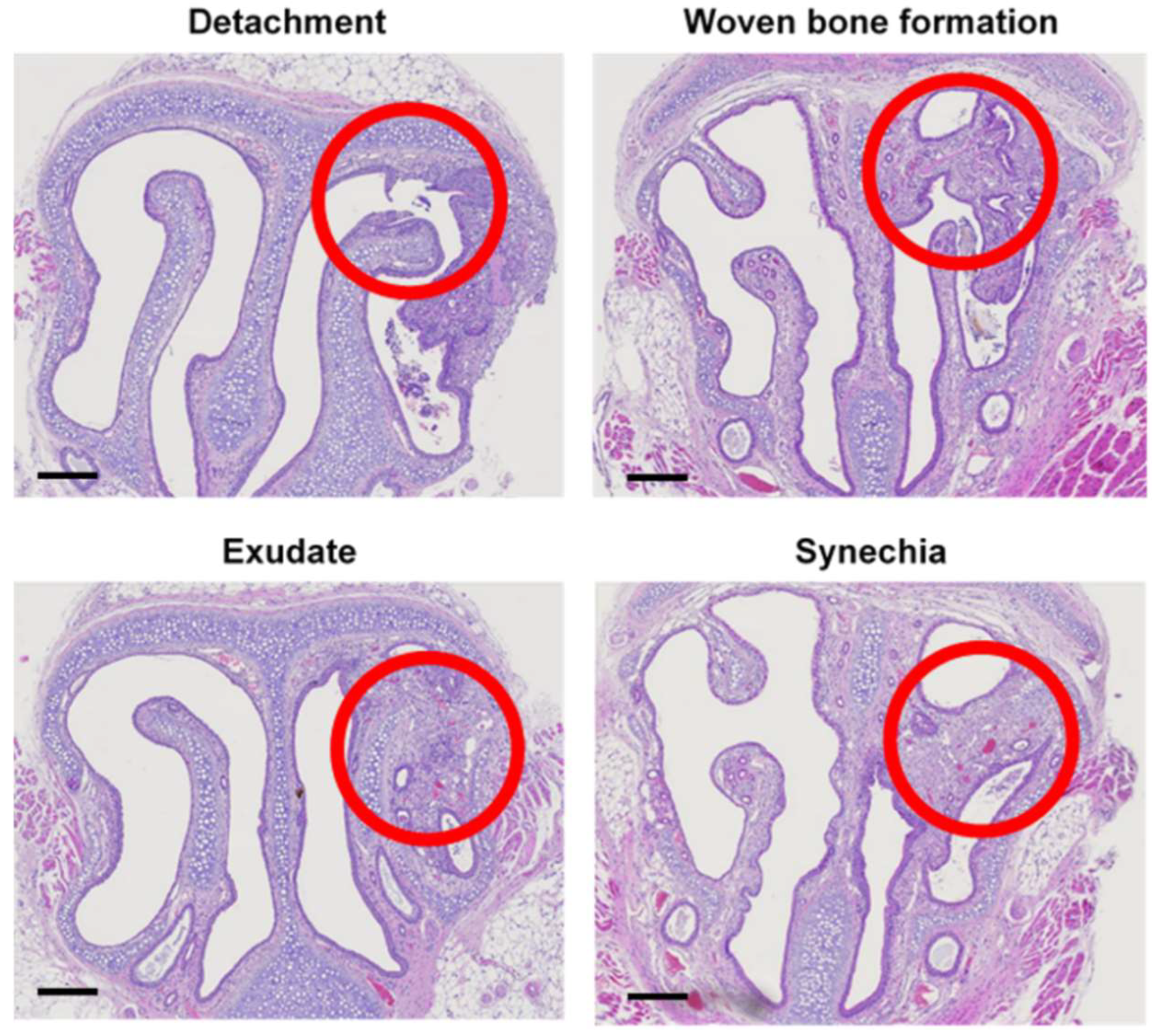 Pharmaceutics 14 00546 g004 550