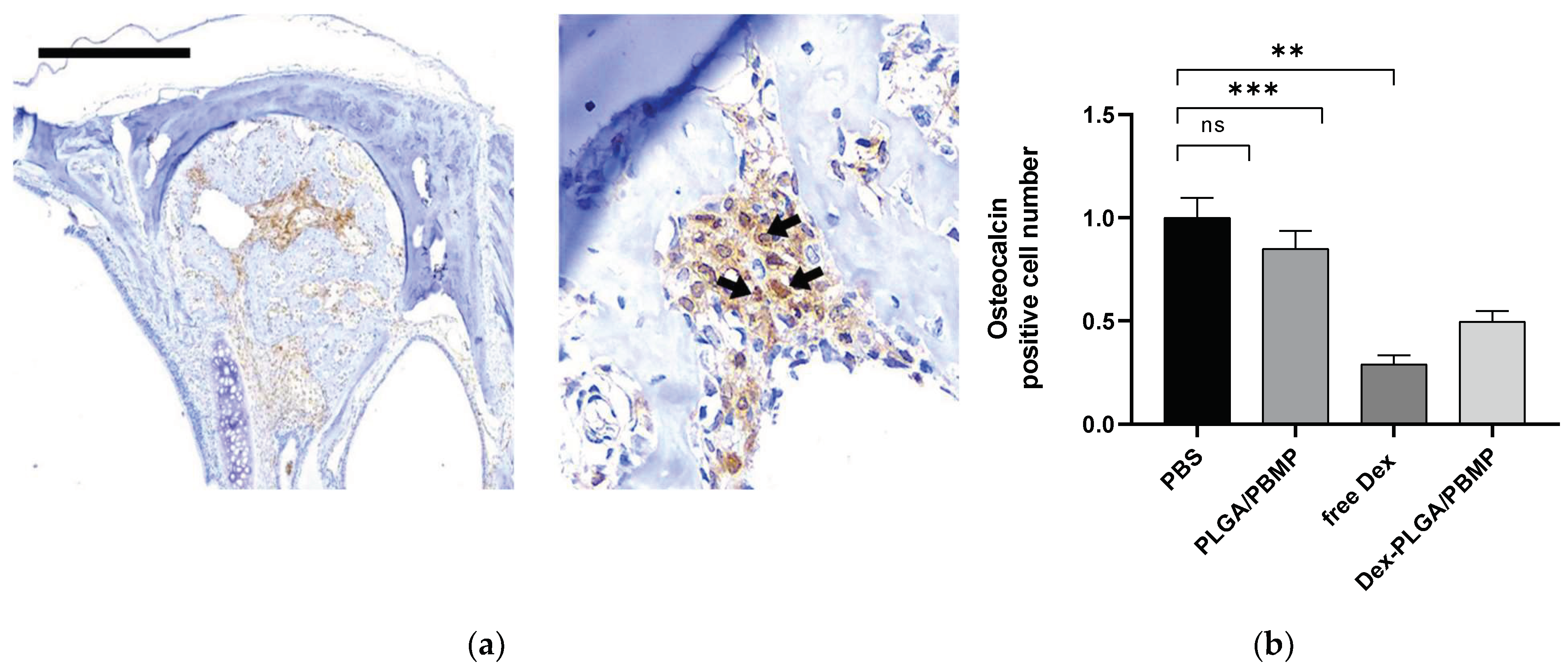 Pharmaceutics 14 00546 g006 550