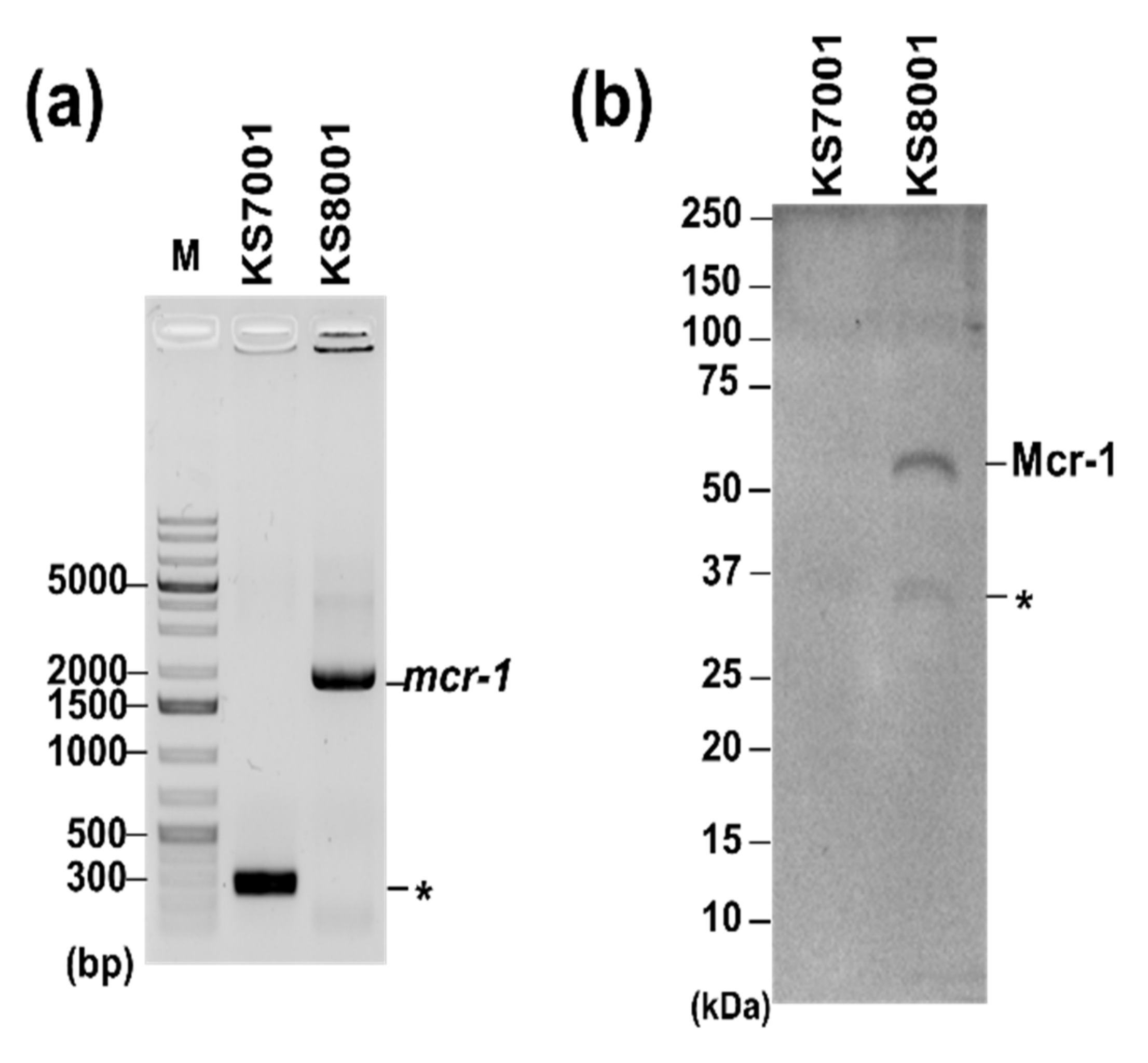 Pharmaceutics 14 00552 g001