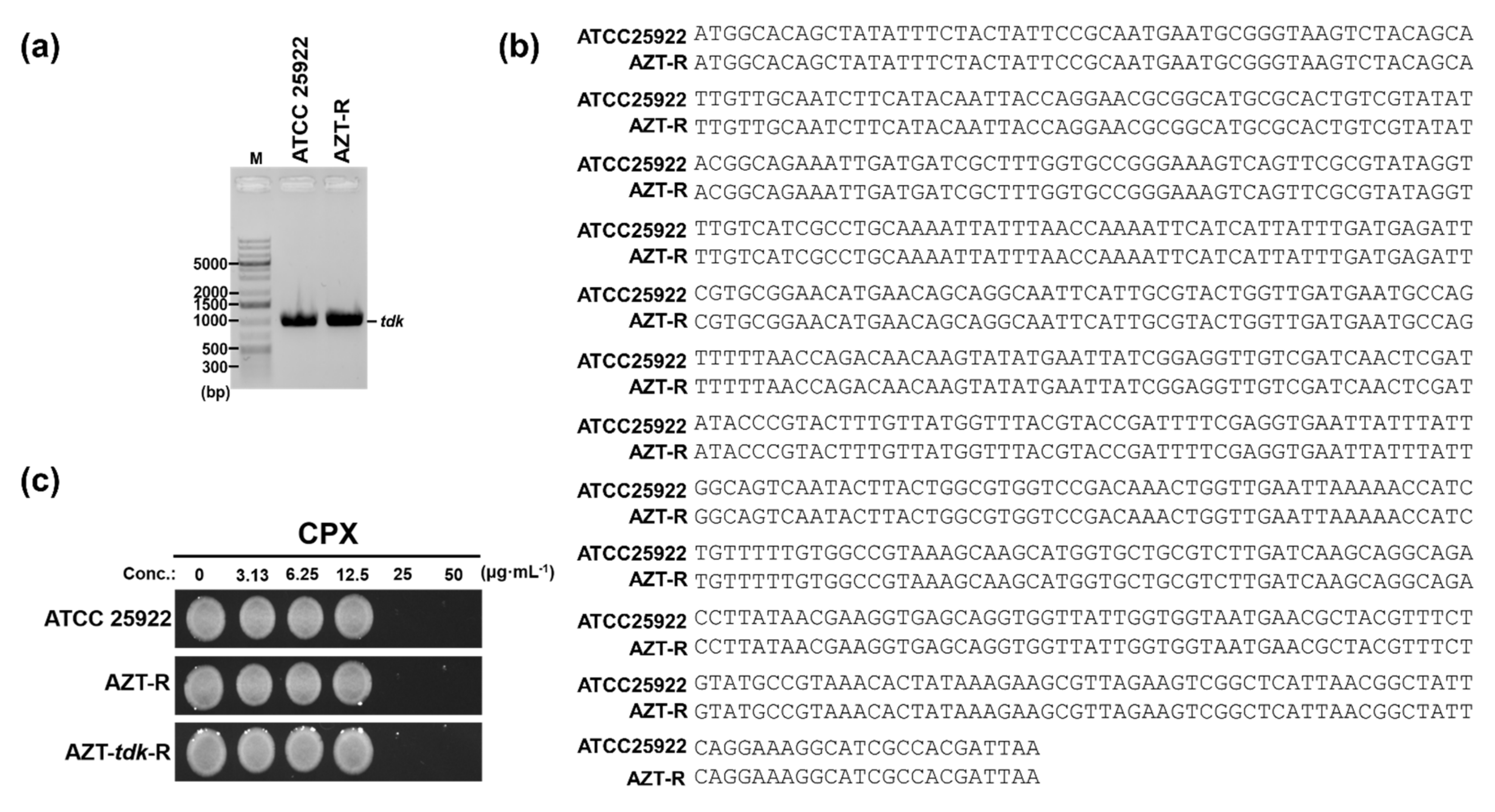 Pharmaceutics 14 00552 g003