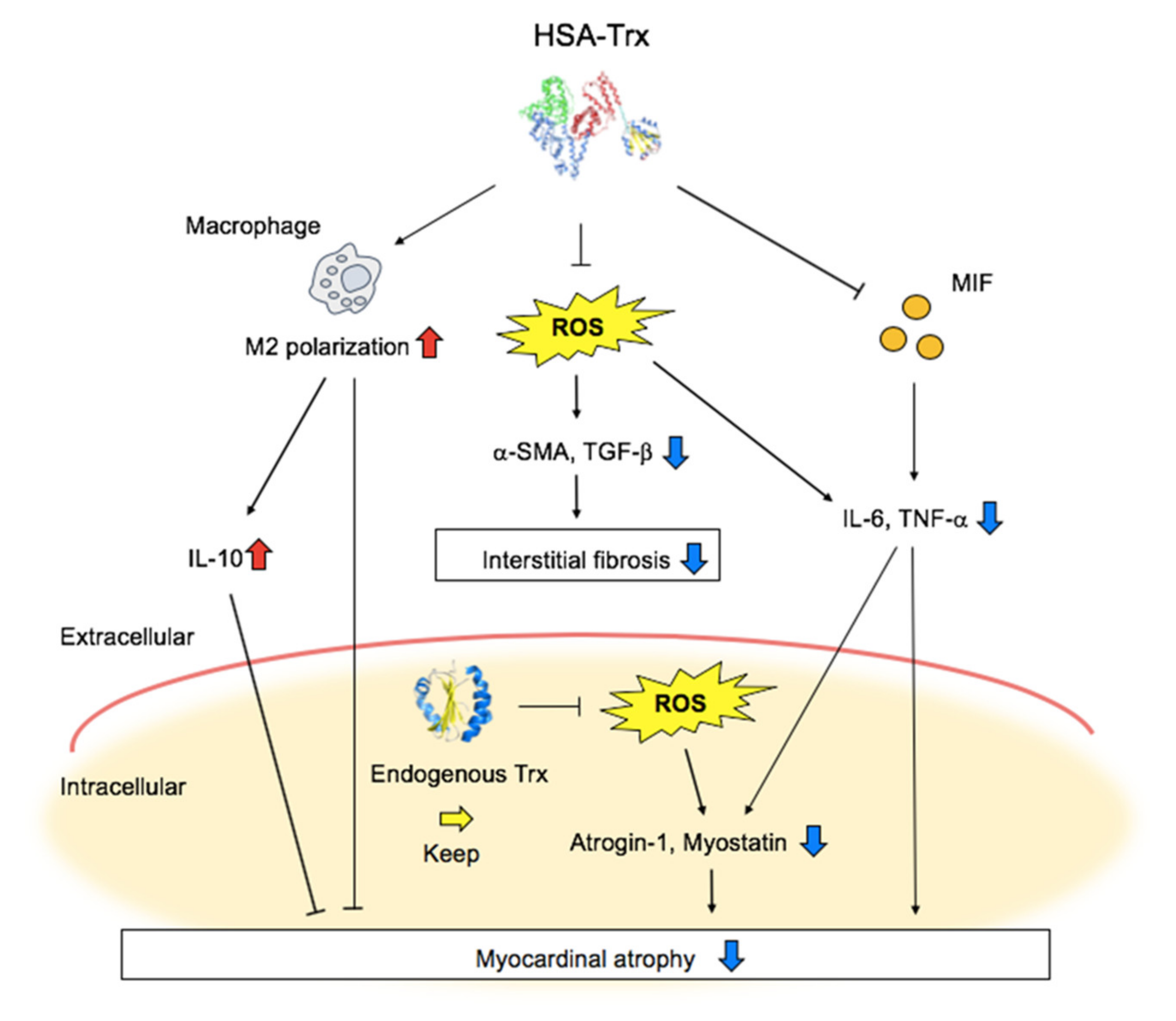 Pharmaceutics 14 00562 g005