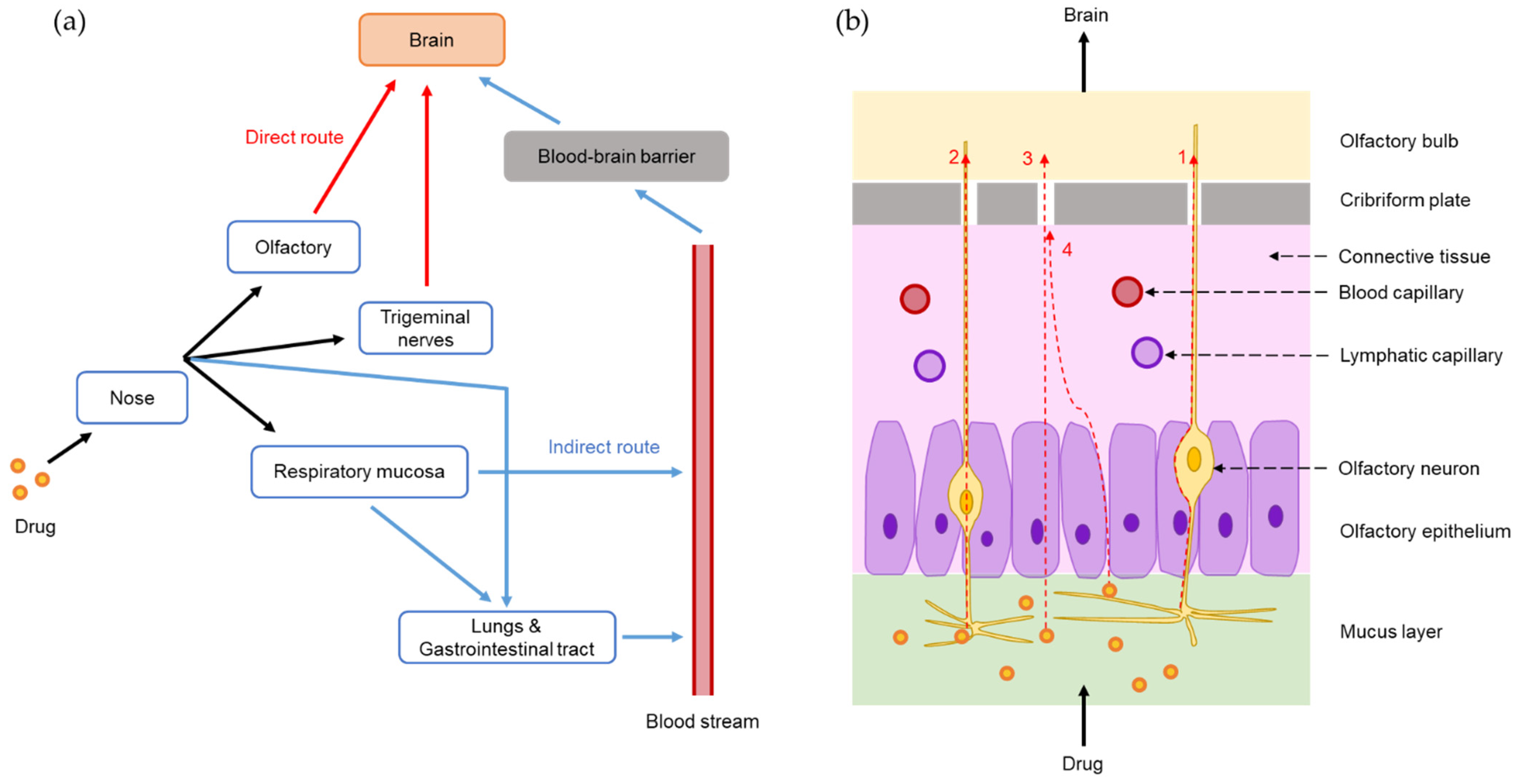 Pharmacokinetics and Pharmacodynamics of Intranasal Solid