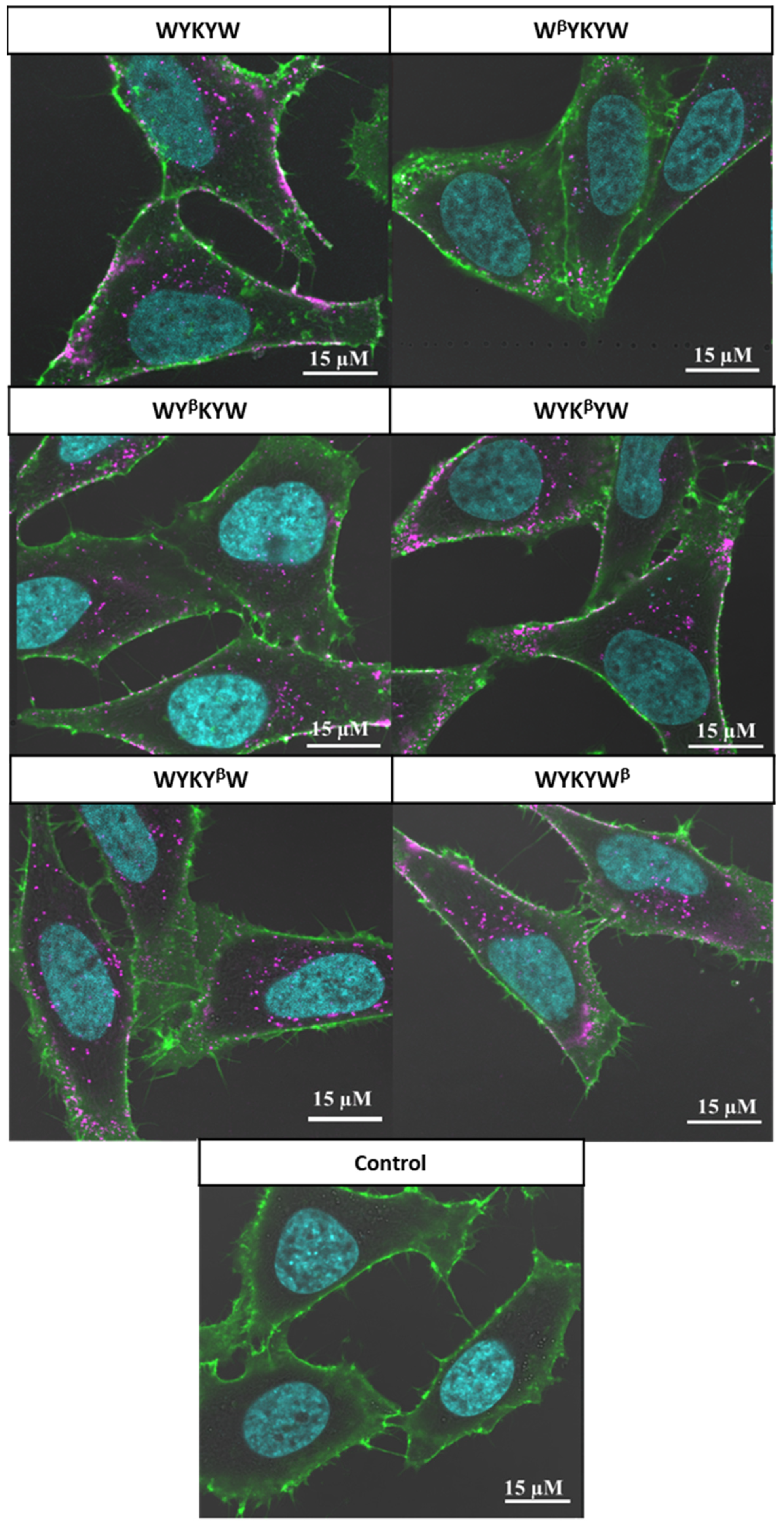 Pharmaceutics 14 00580 g005 550