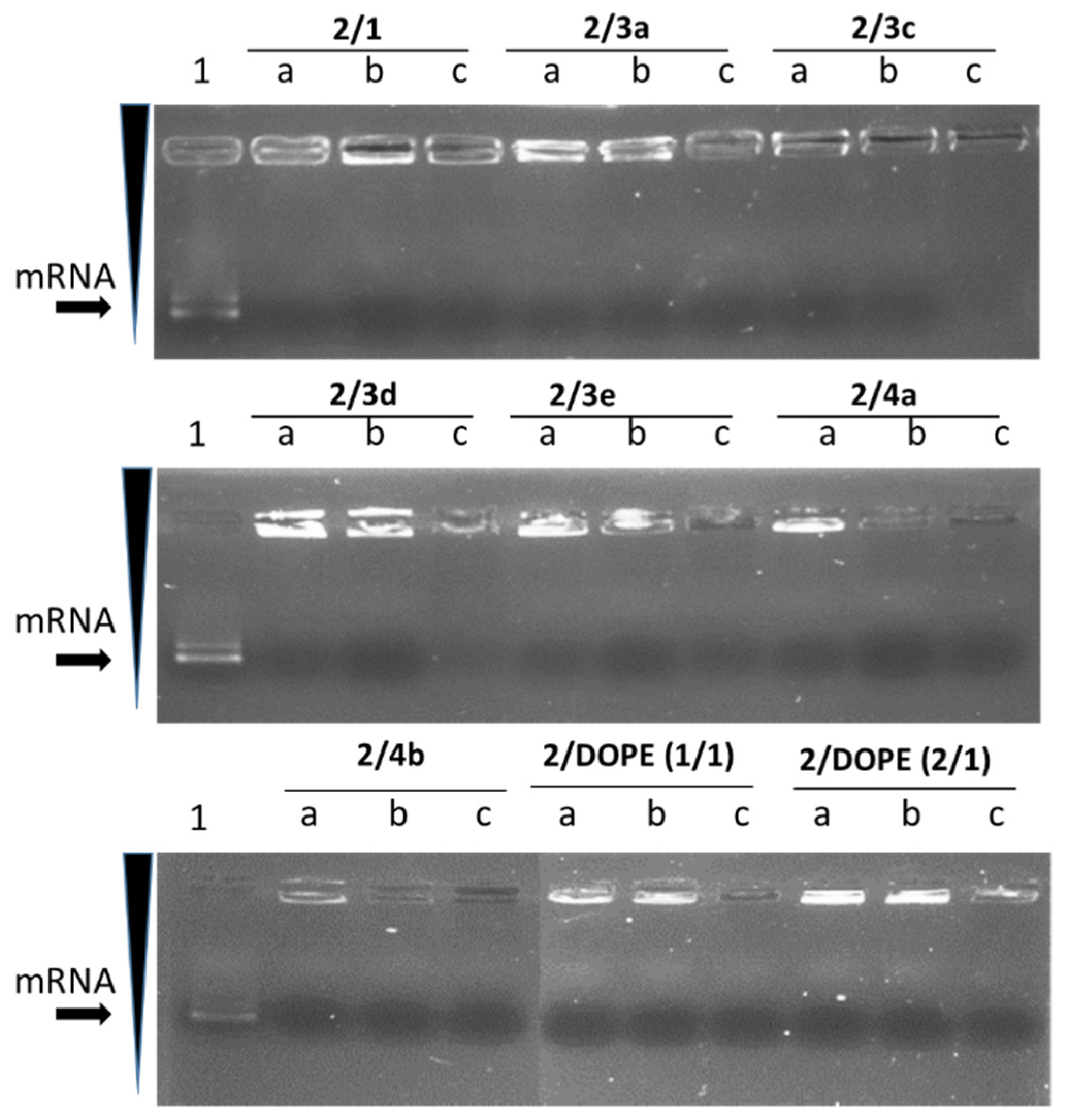 Pharmaceutics 14 00581 g002 550