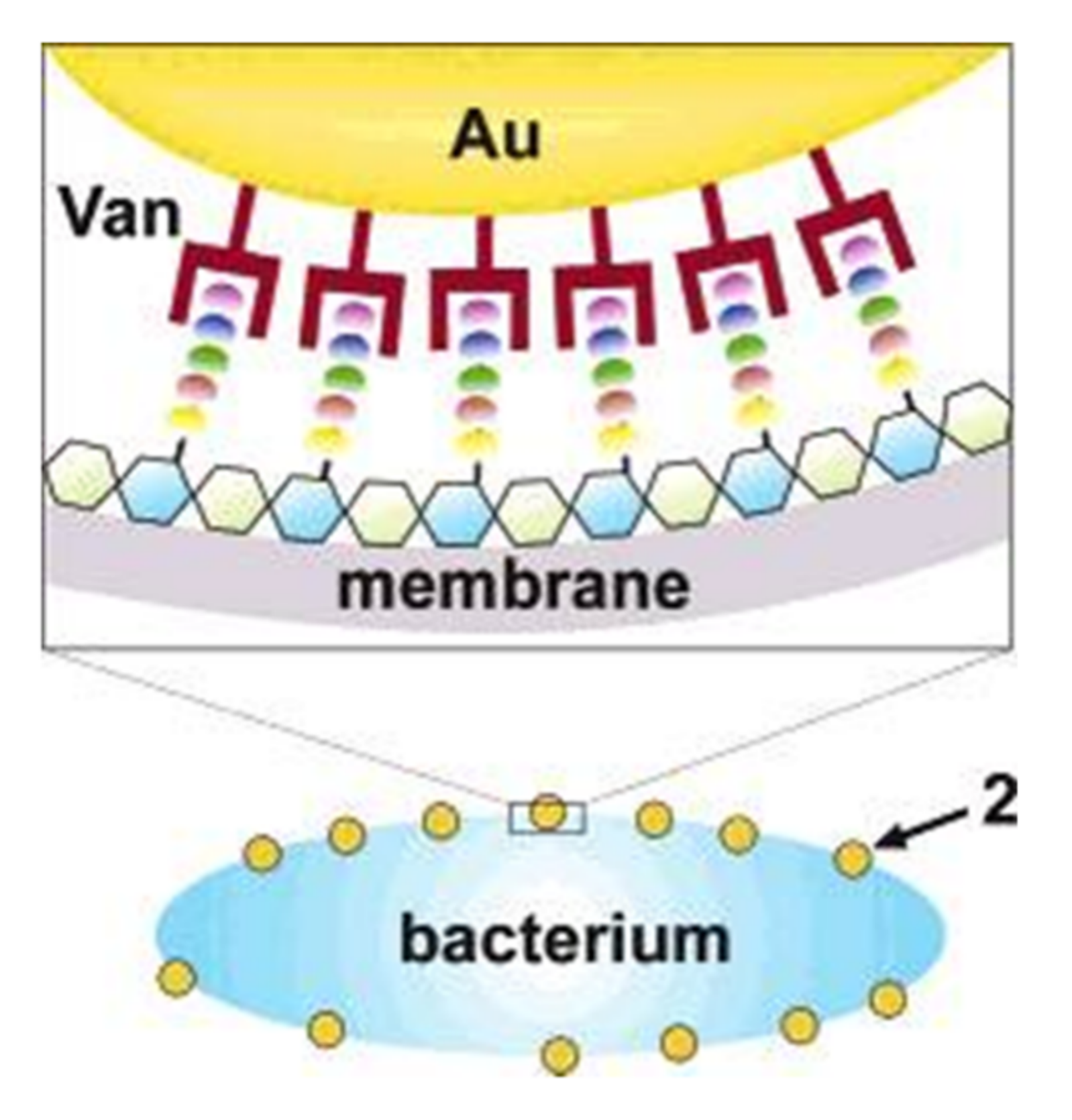 Pharmaceutics 14 00582 g003 550