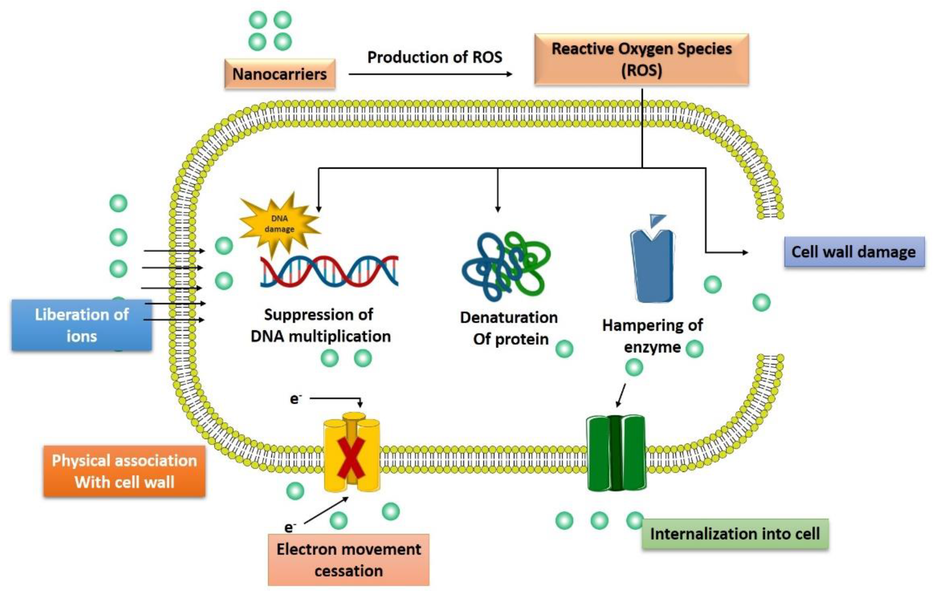Pharmaceutics 14 00586 g003 550