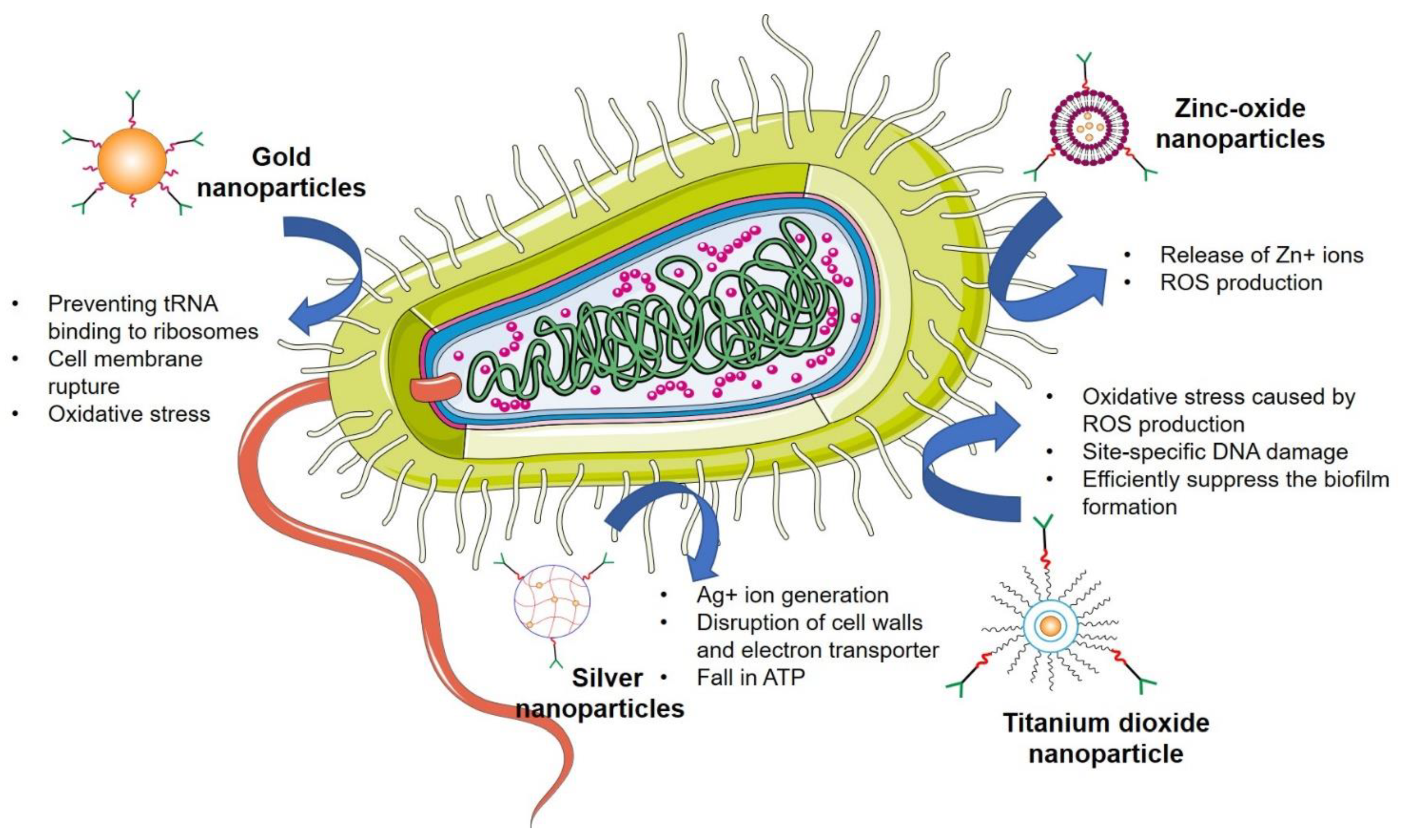 Pharmaceutics 14 00586 g005 550