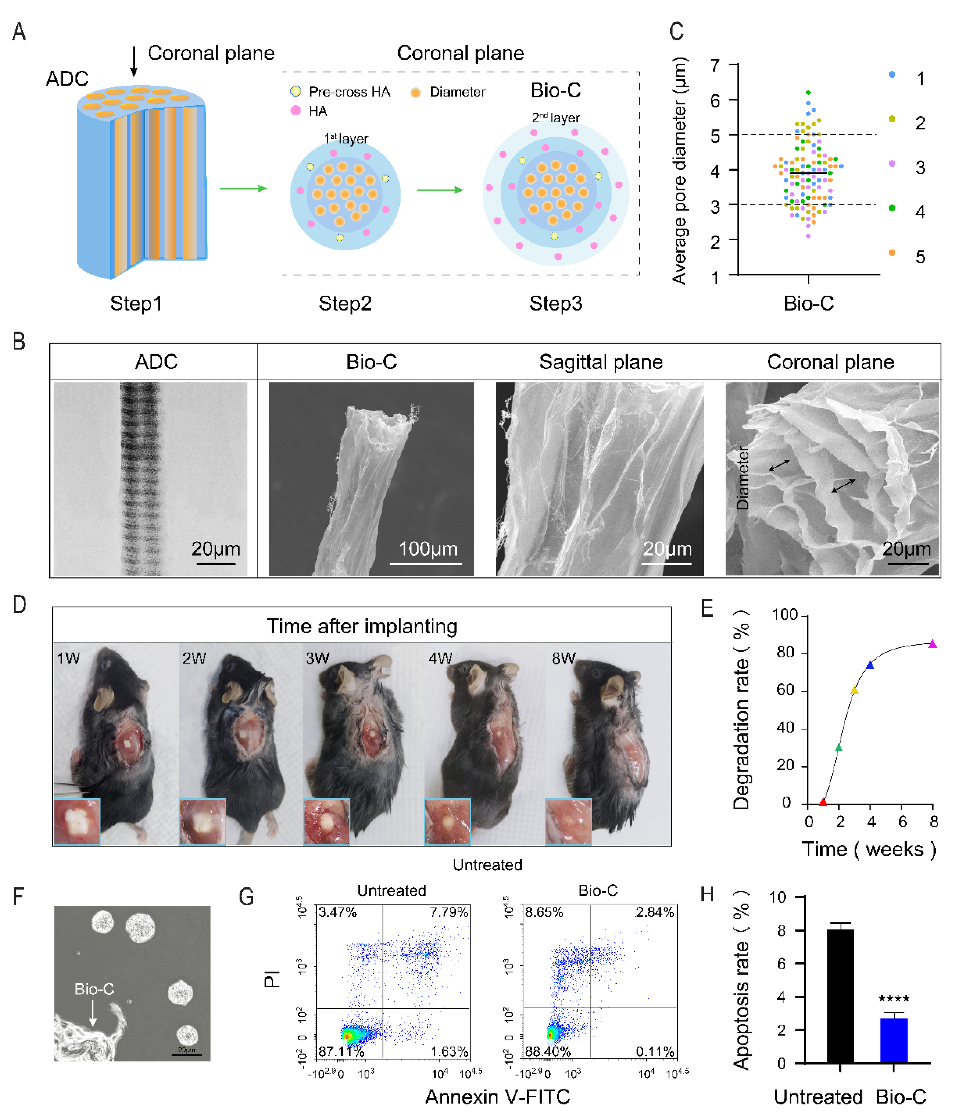 Layer-by-Layer Coatings of Collagen–Hyaluronic acid Loaded with an