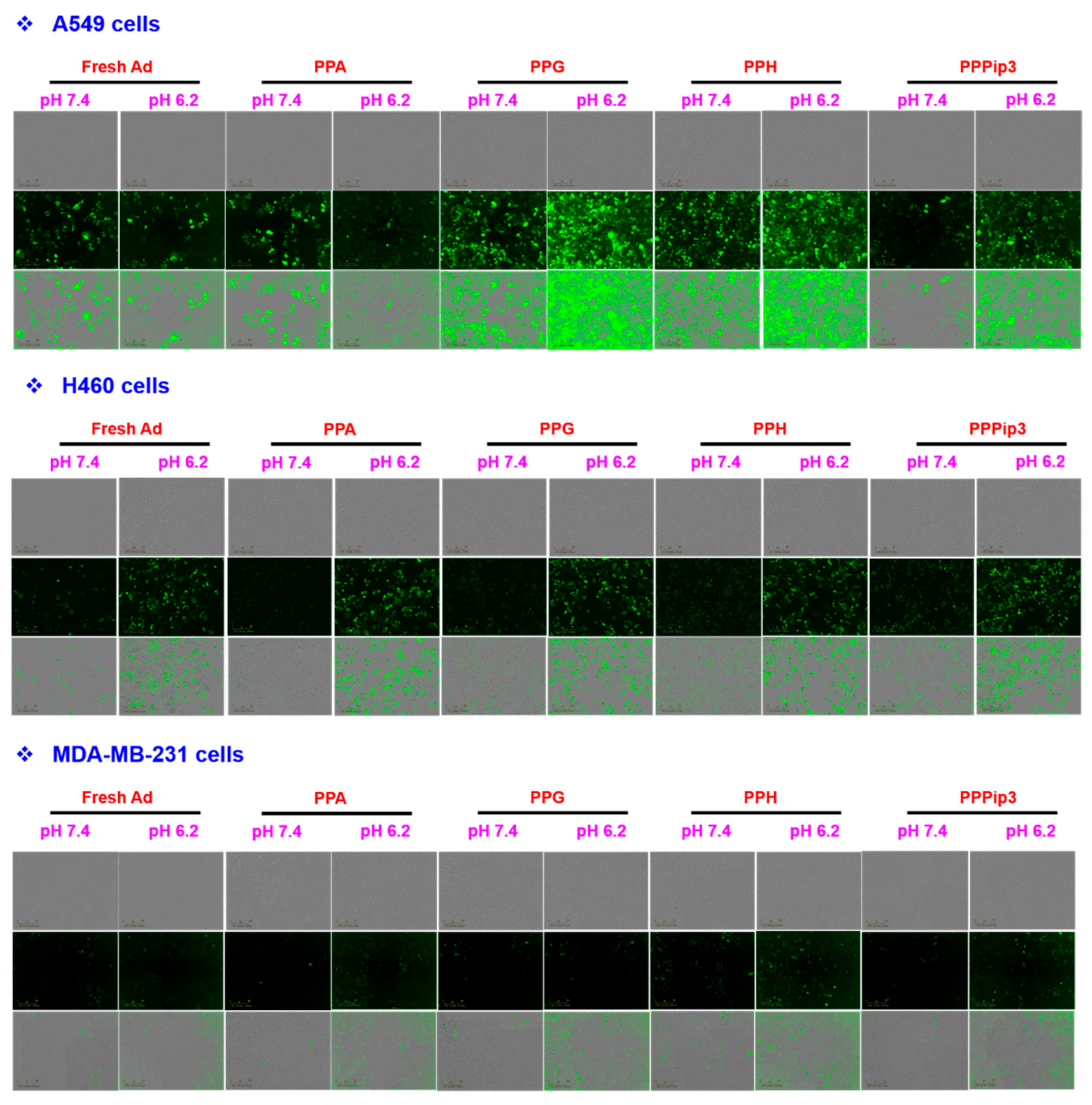 Pharmaceutics 14 00597 g010a