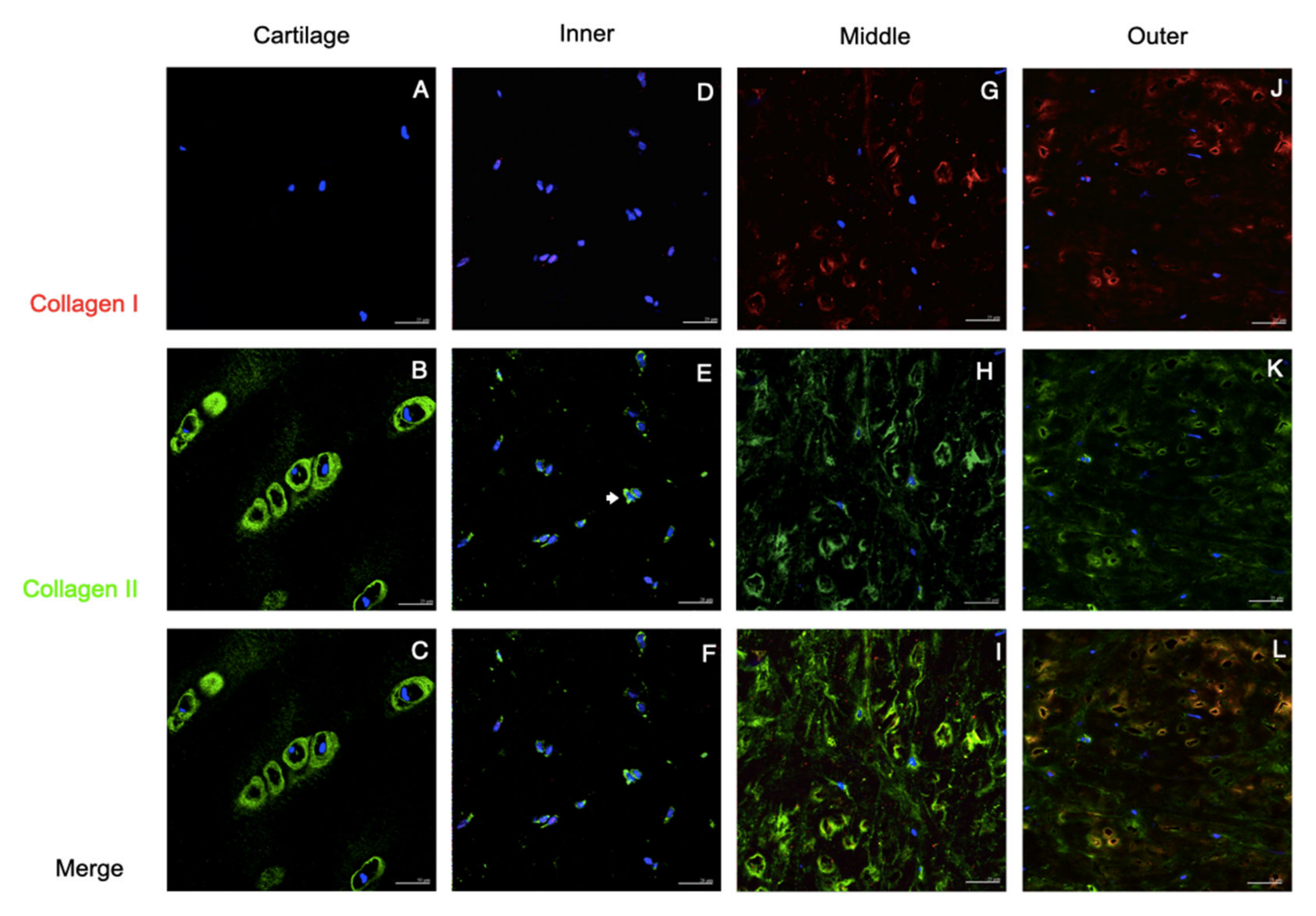Pharmaceutics 14 00605 g003 Pharmaceutics 14 00605 g003