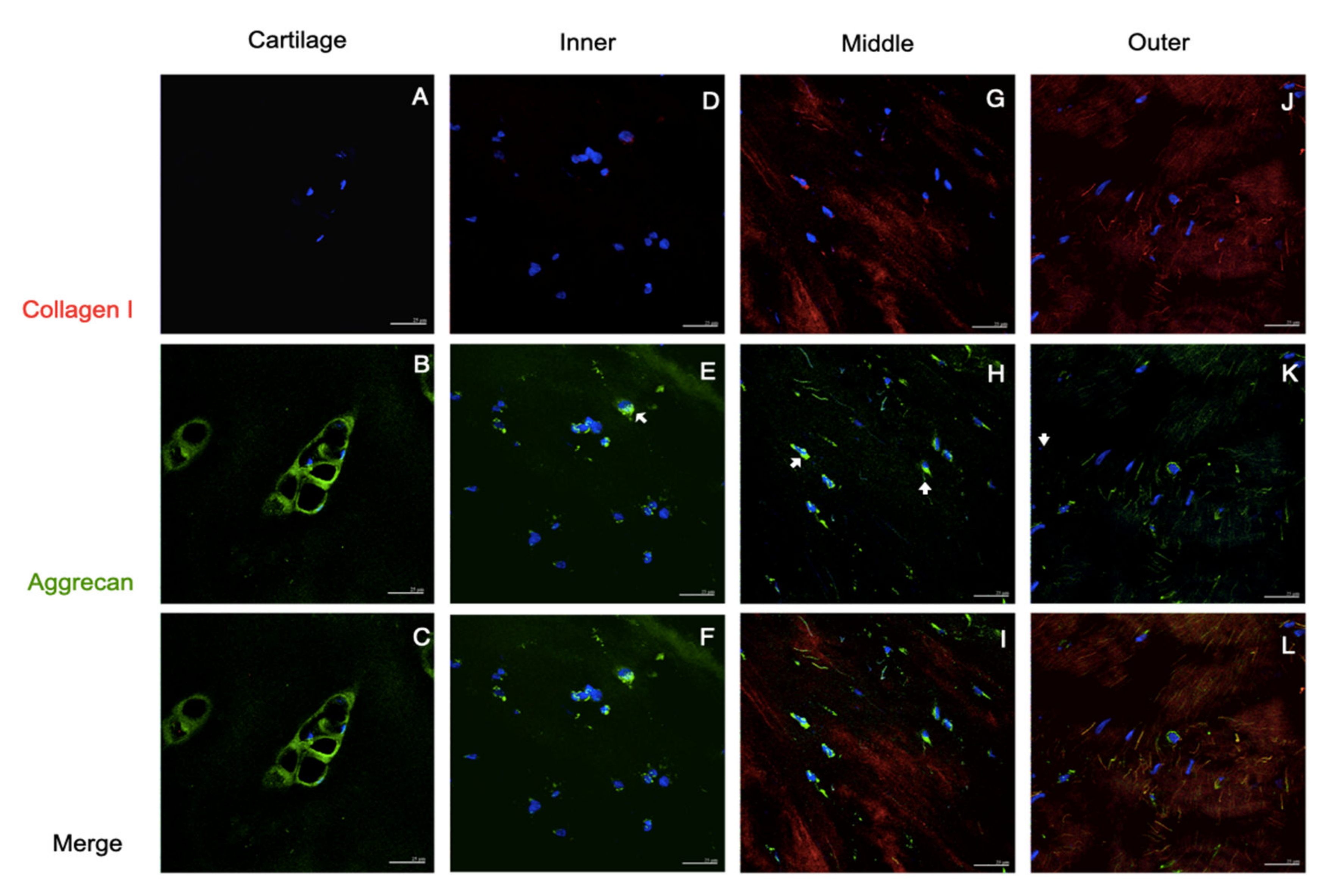 Pharmaceutics 14 00605 g004 Pharmaceutics 14 00605 g004