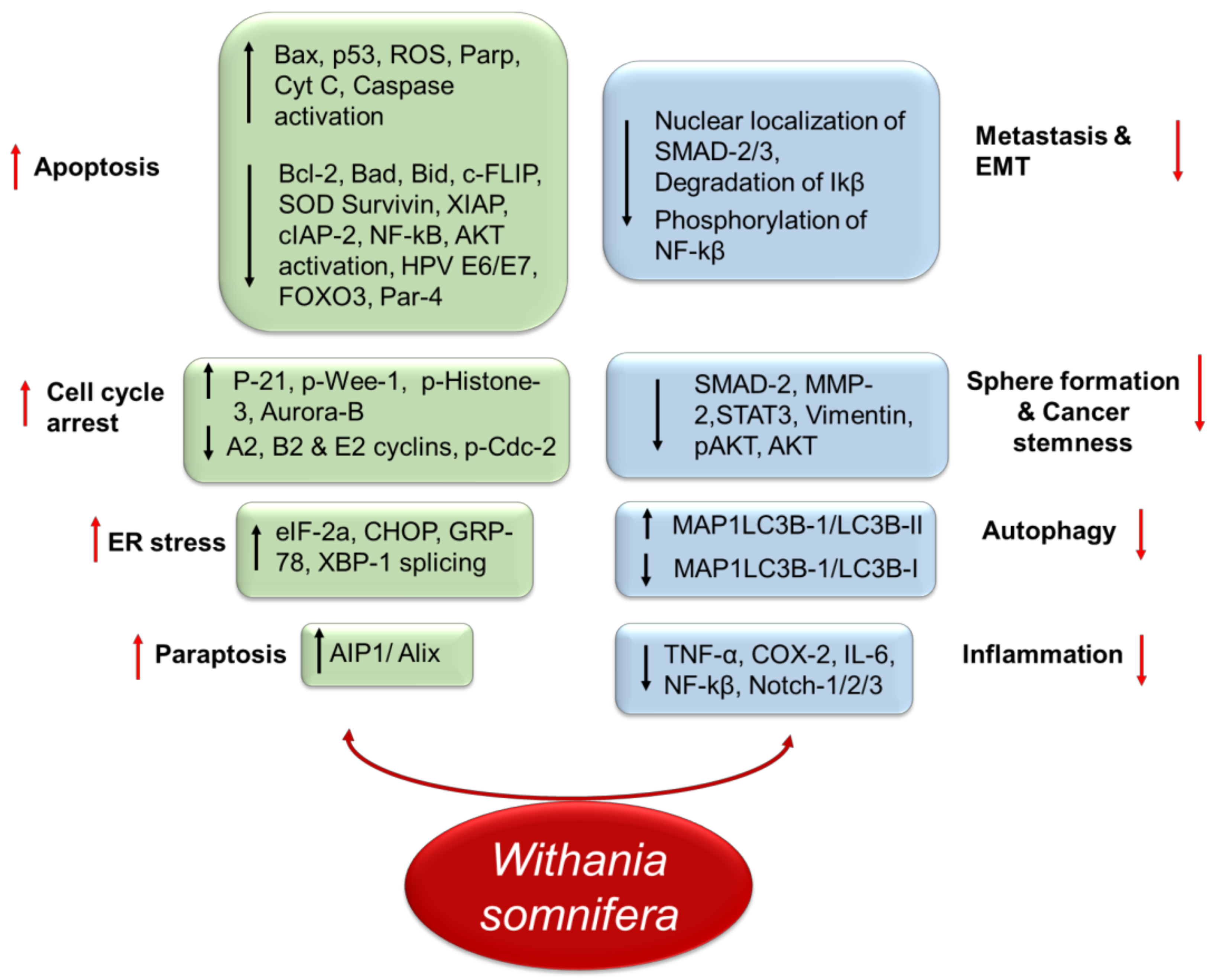 Withania somnifera: Progress towards a Pharmaceutical Agent