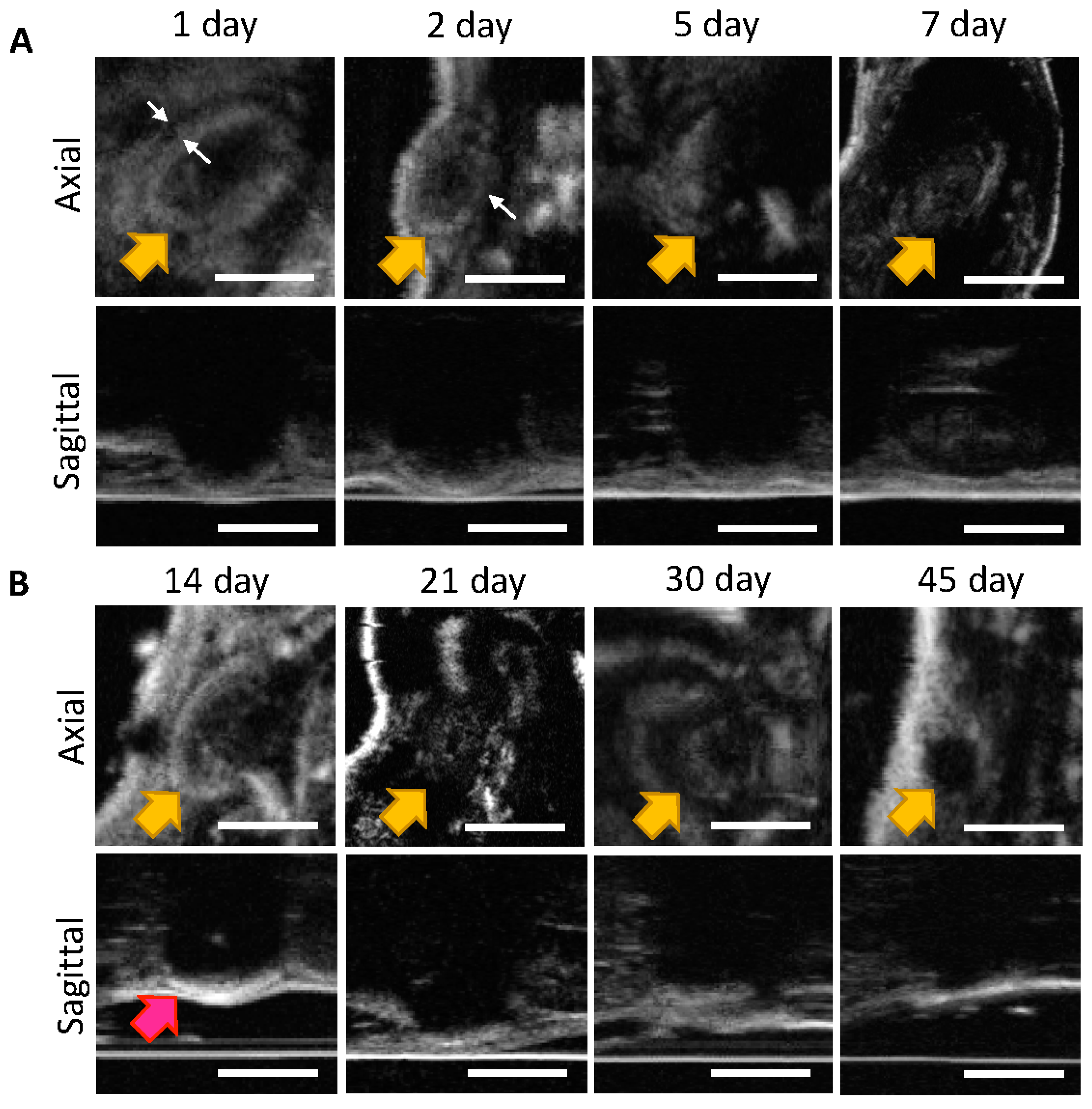 Pharmaceutics 14 00615 g002