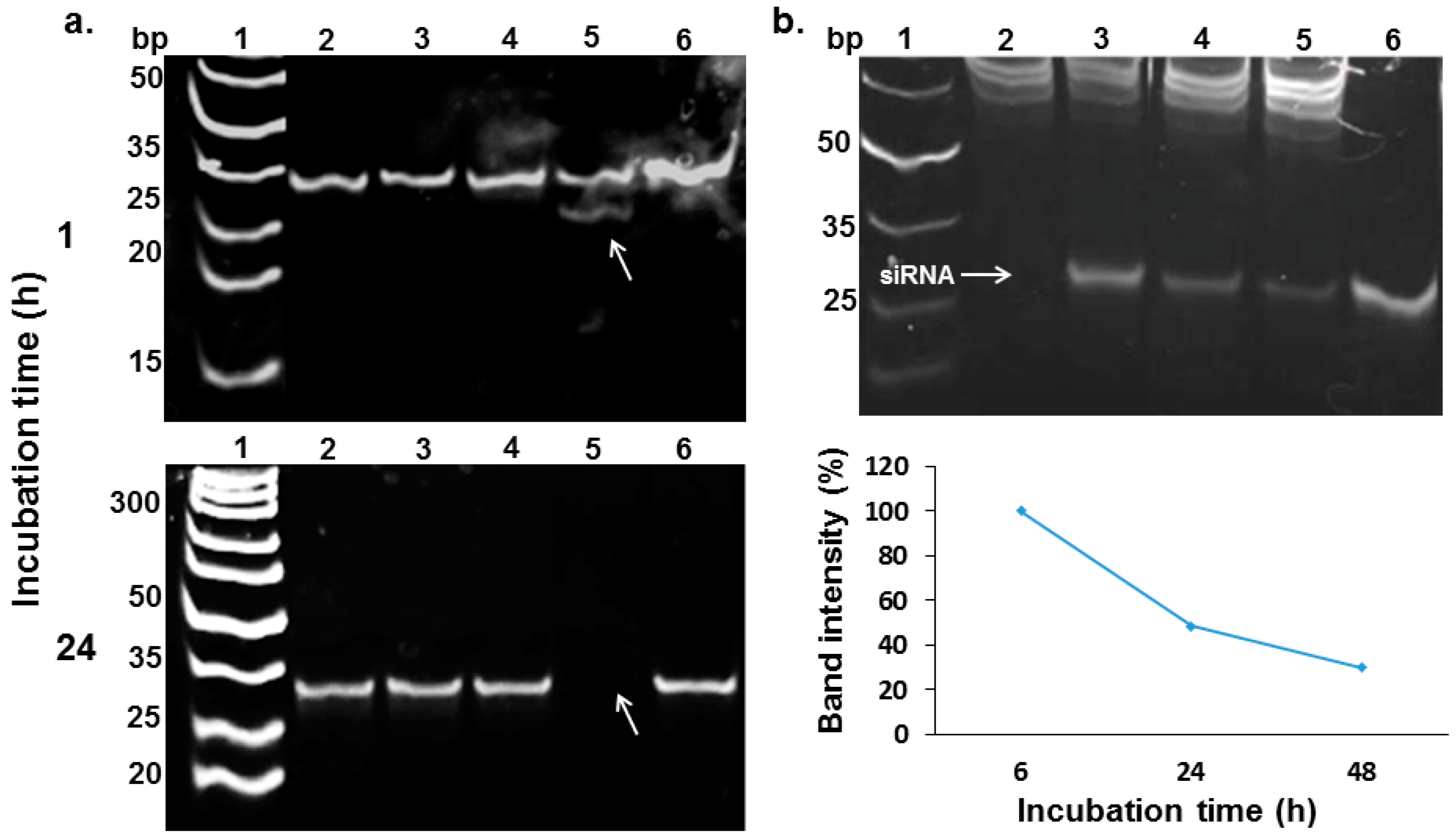 Pharmaceutics 14 00633 g004