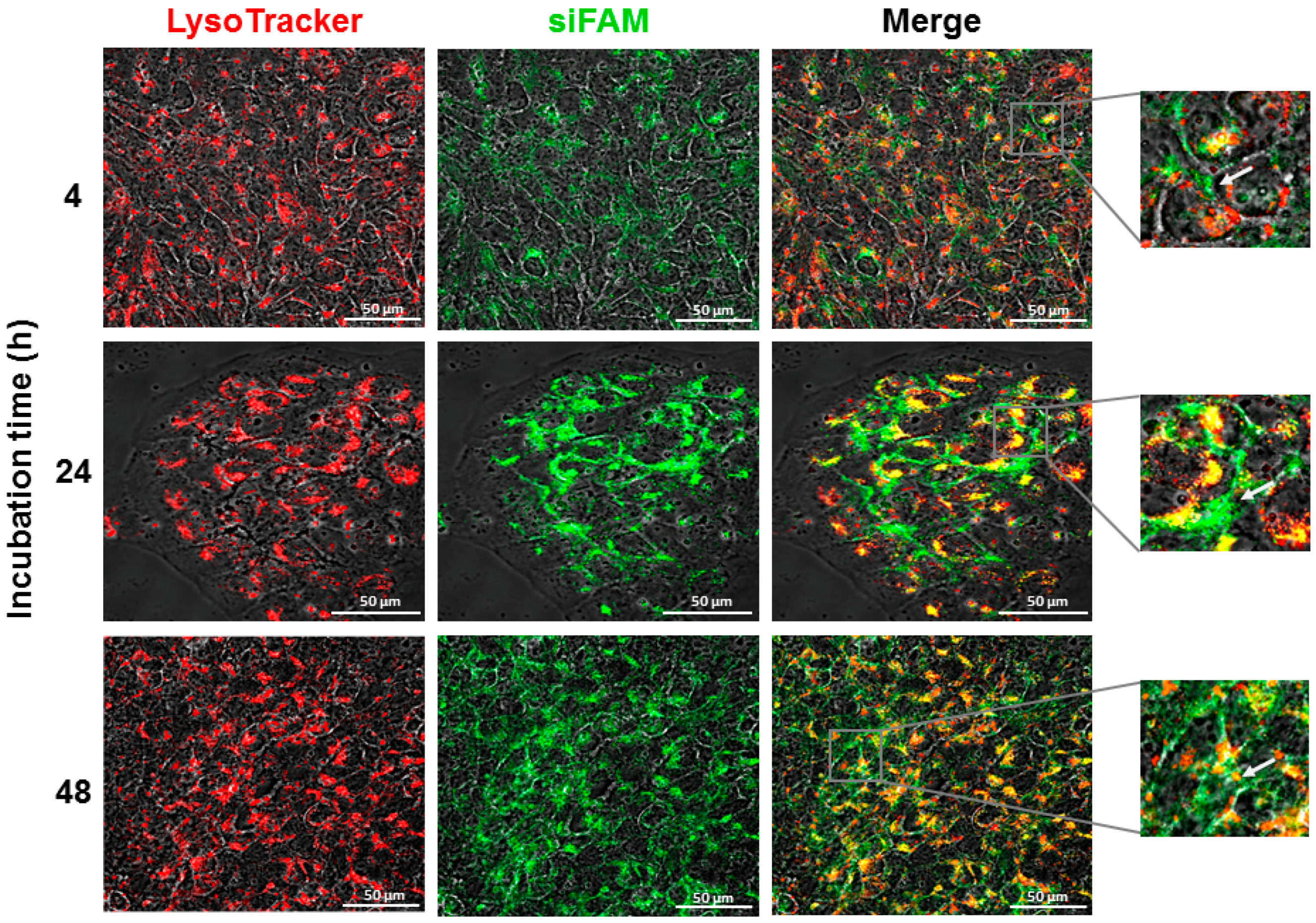 Pharmaceutics 14 00633 g010