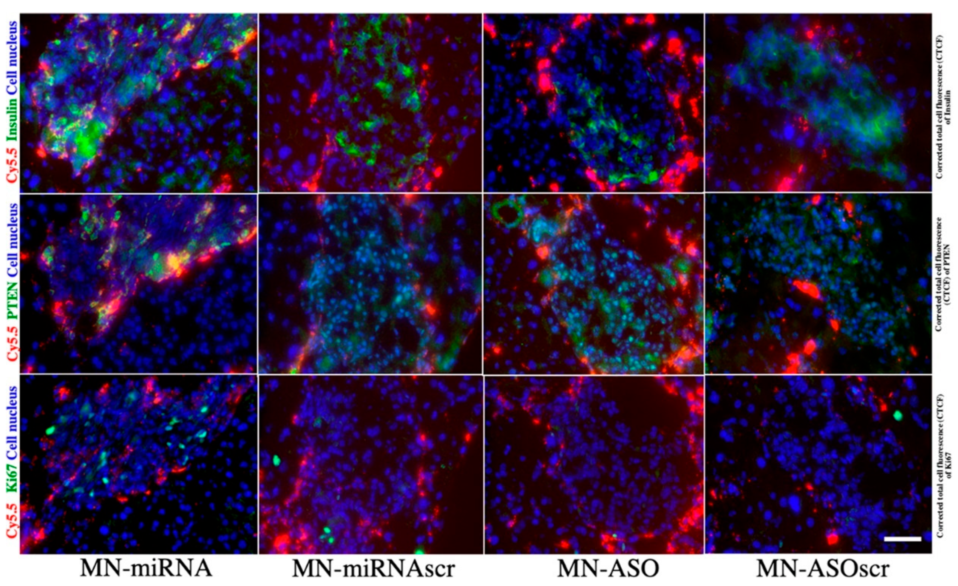 Pharmaceutics 14 00644 g002 Pharmaceutics 14 00644 g002