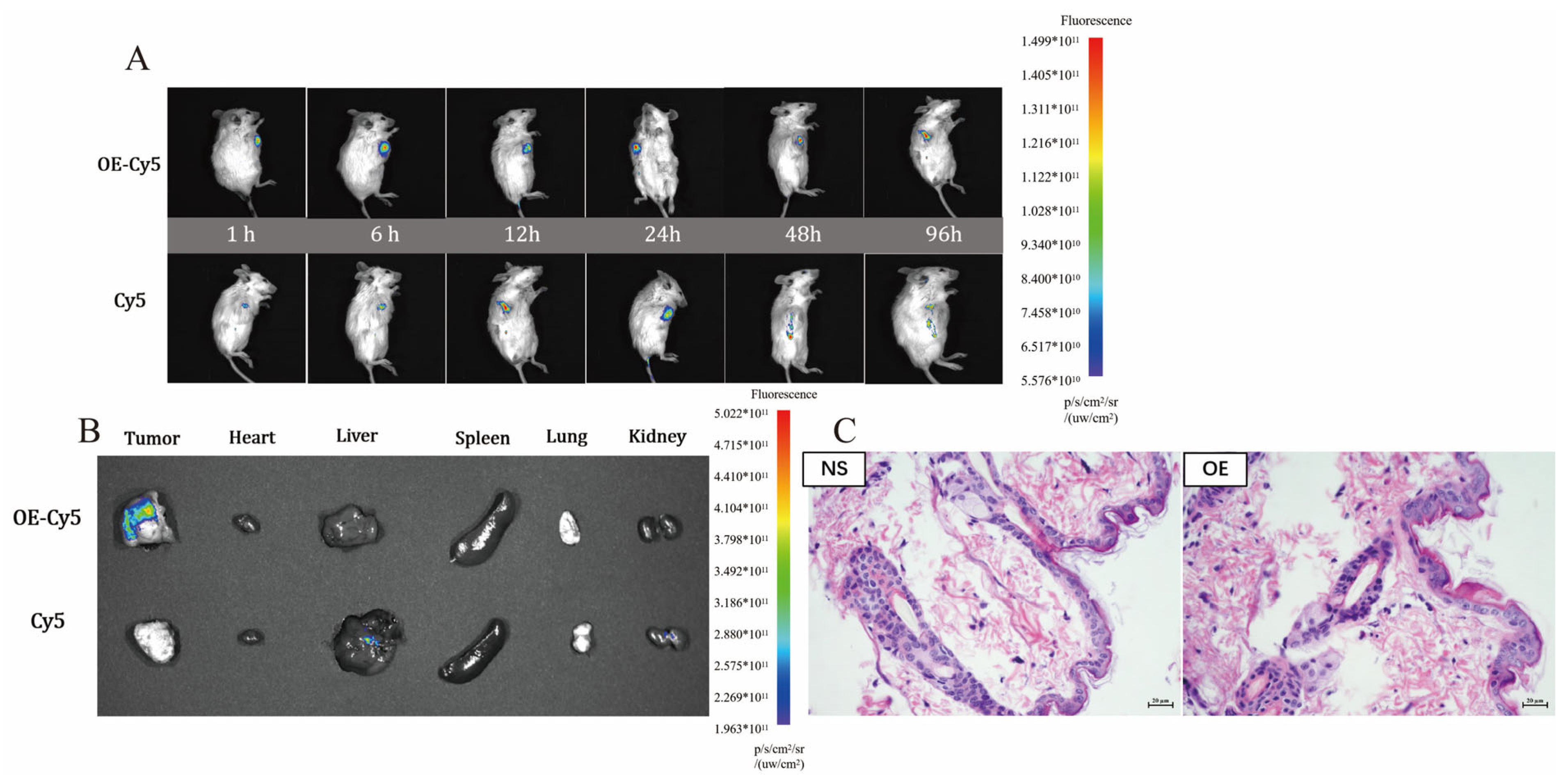 Pharmaceutics 14 00652 g004
