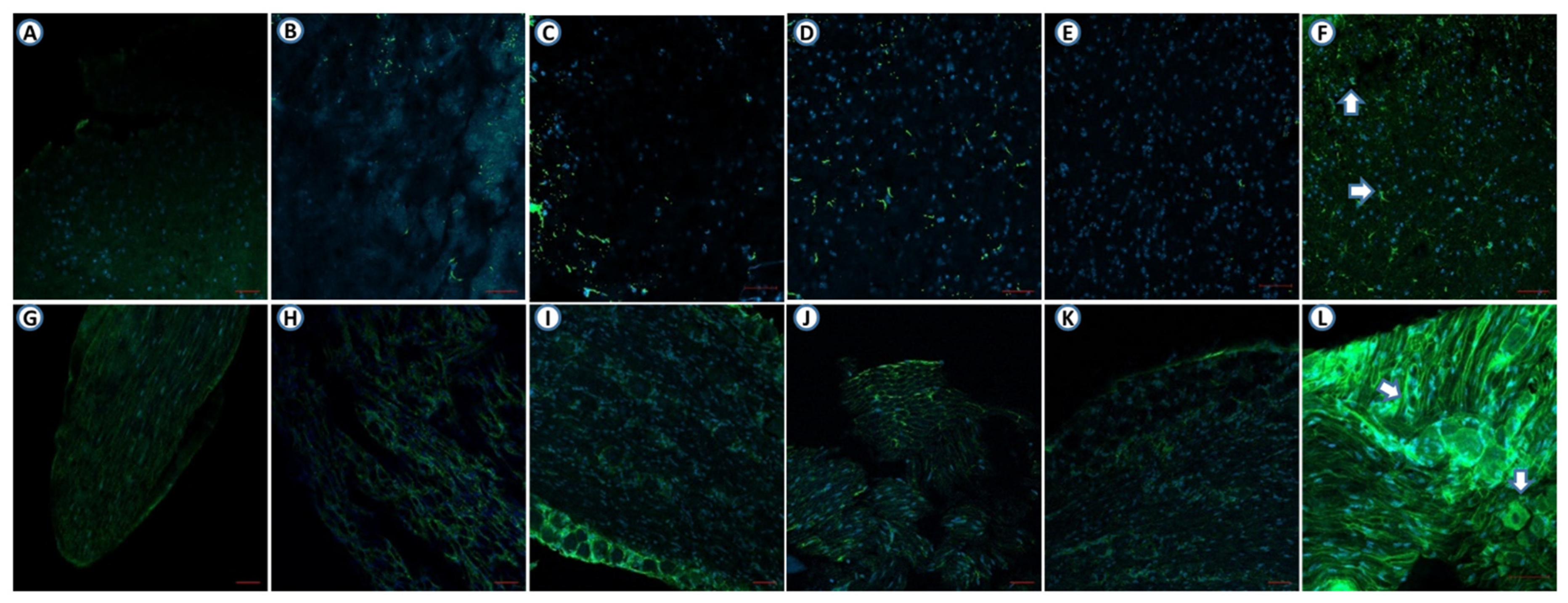 Pharmaceutics 14 00670 g003