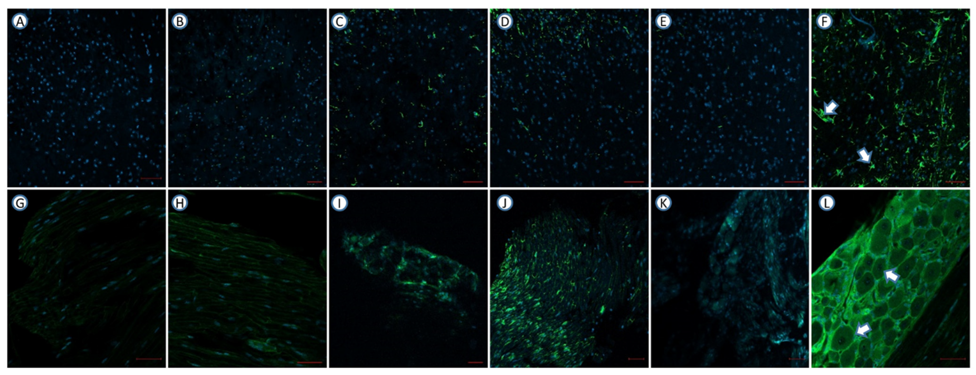 Pharmaceutics 14 00670 g005