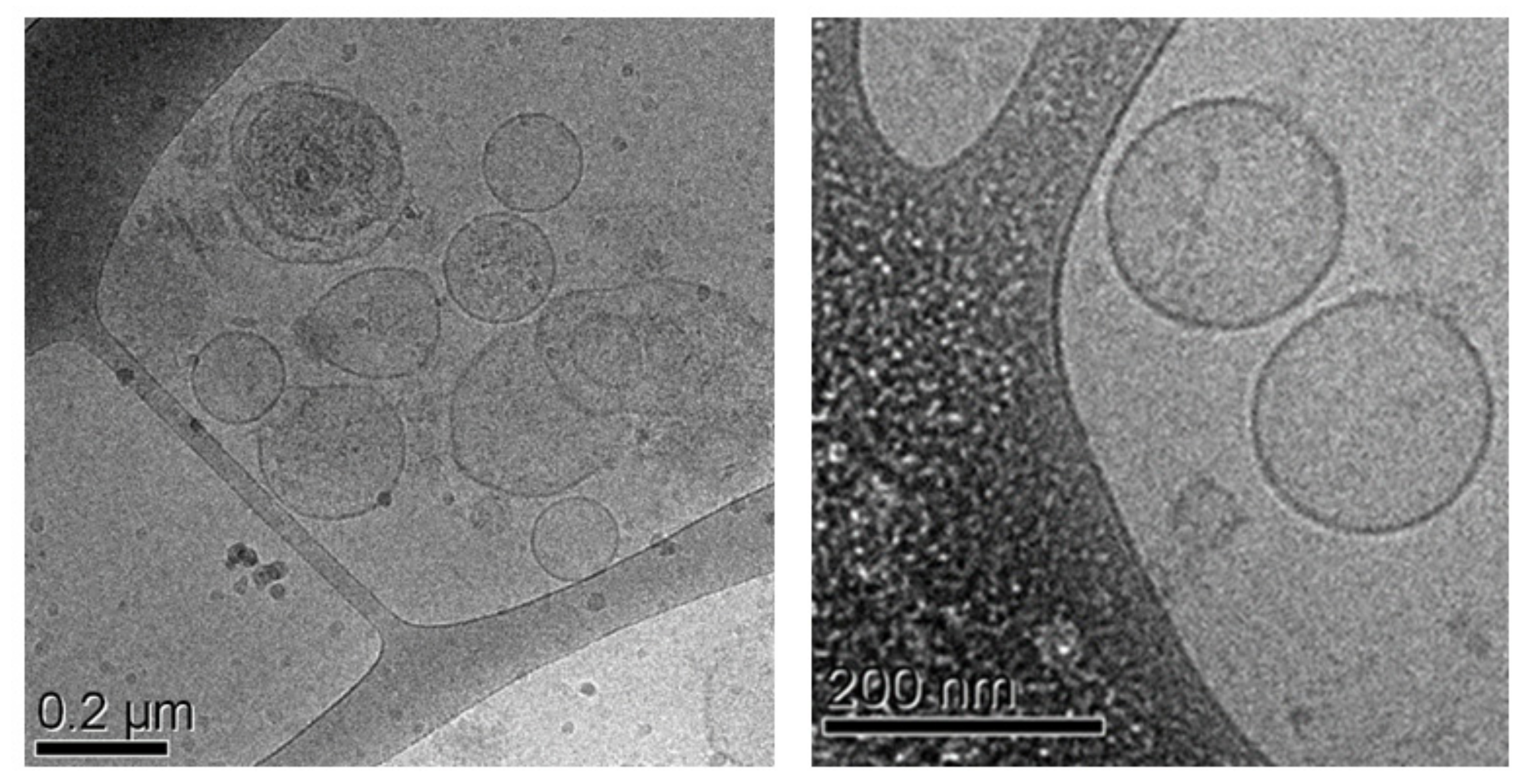 Pharmaceutics 14 00675 g003