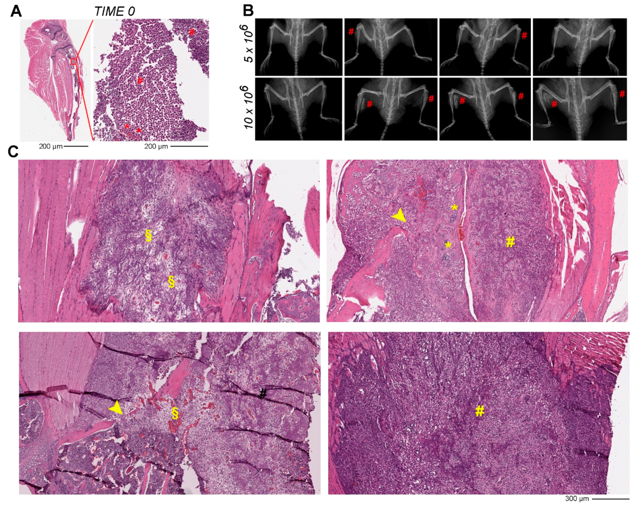 Pharmaceutics 14 00677 g003 550