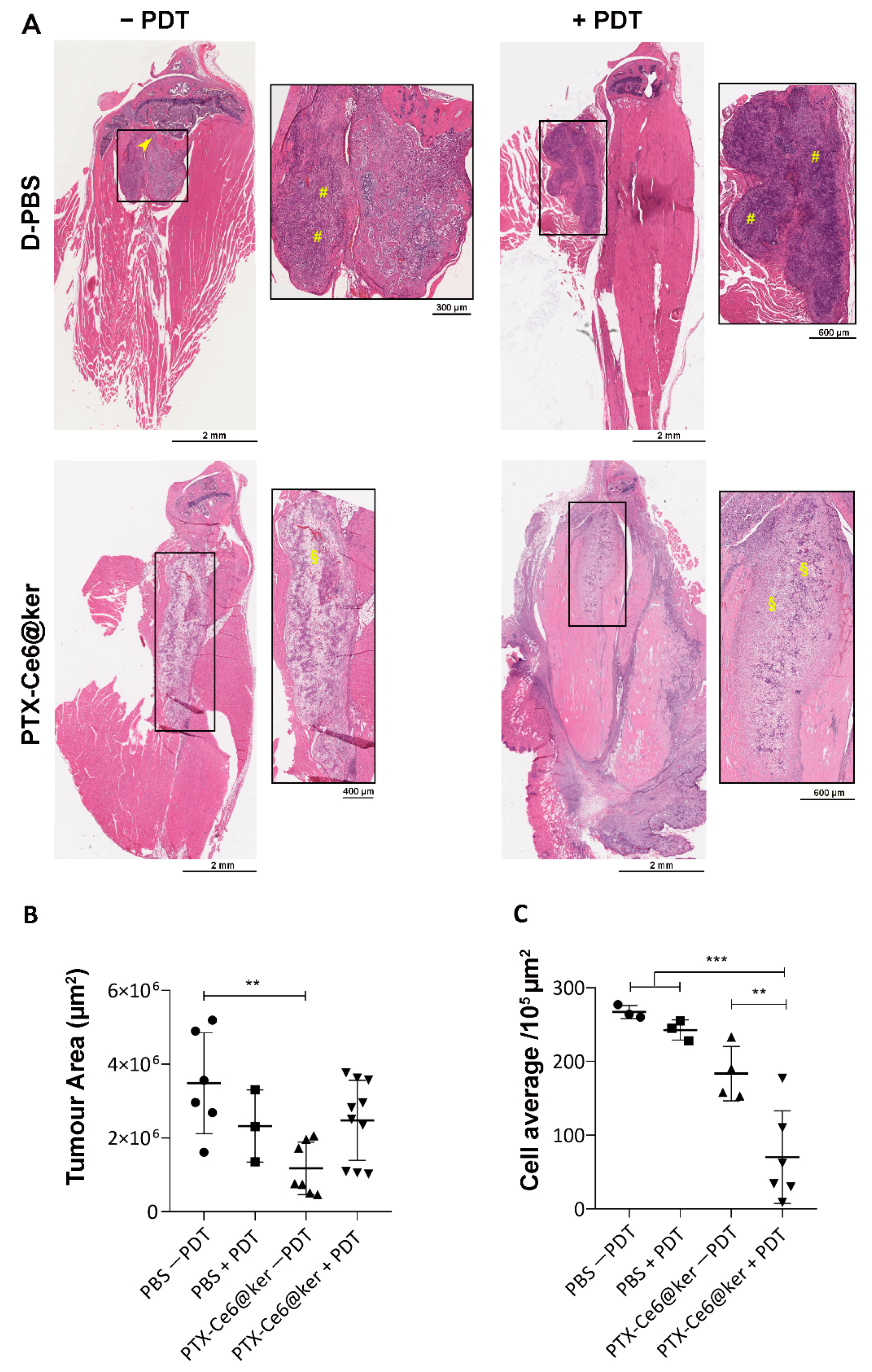 Pharmaceutics 14 00677 g006 550