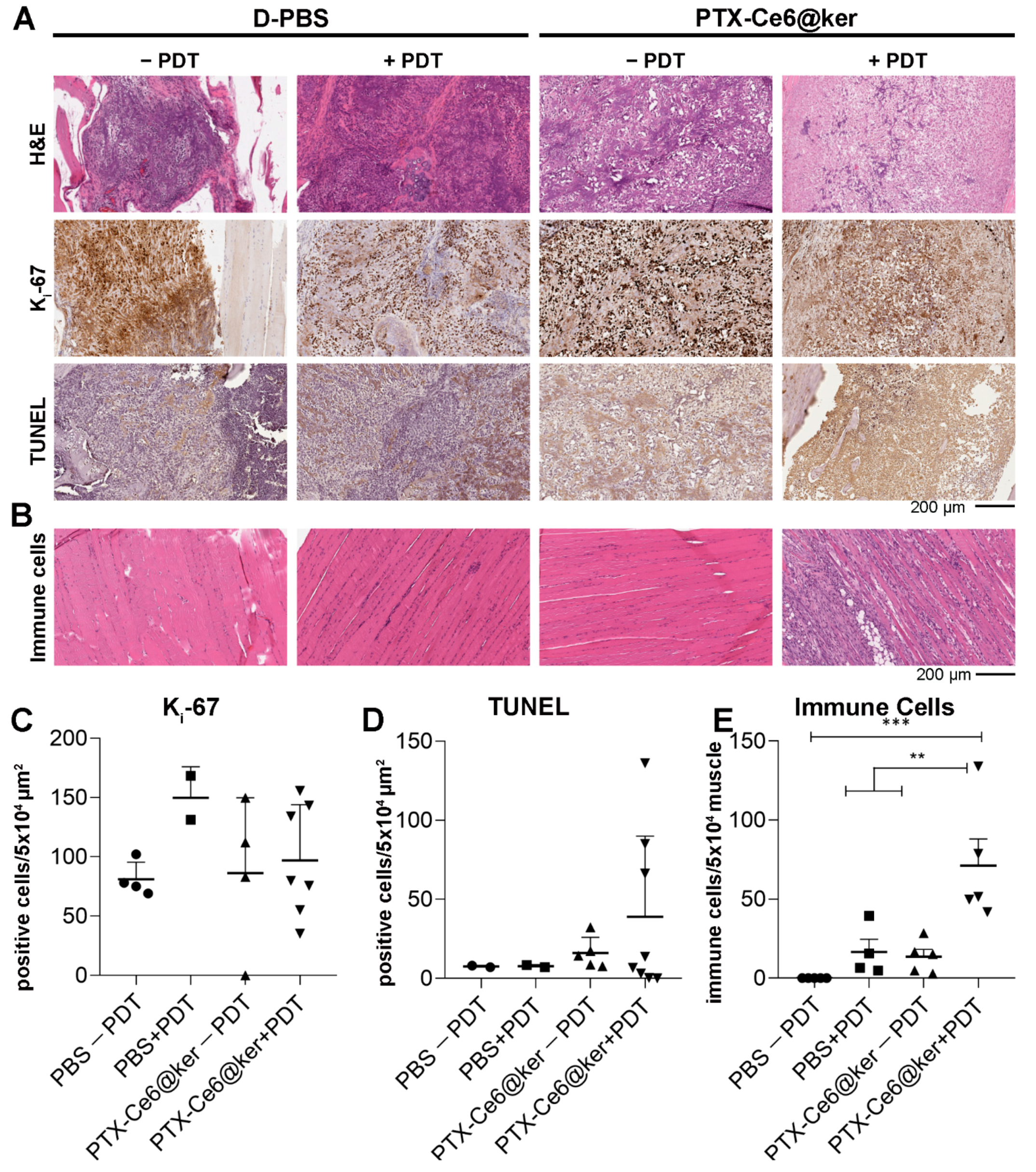 Pharmaceutics 14 00677 g007 550