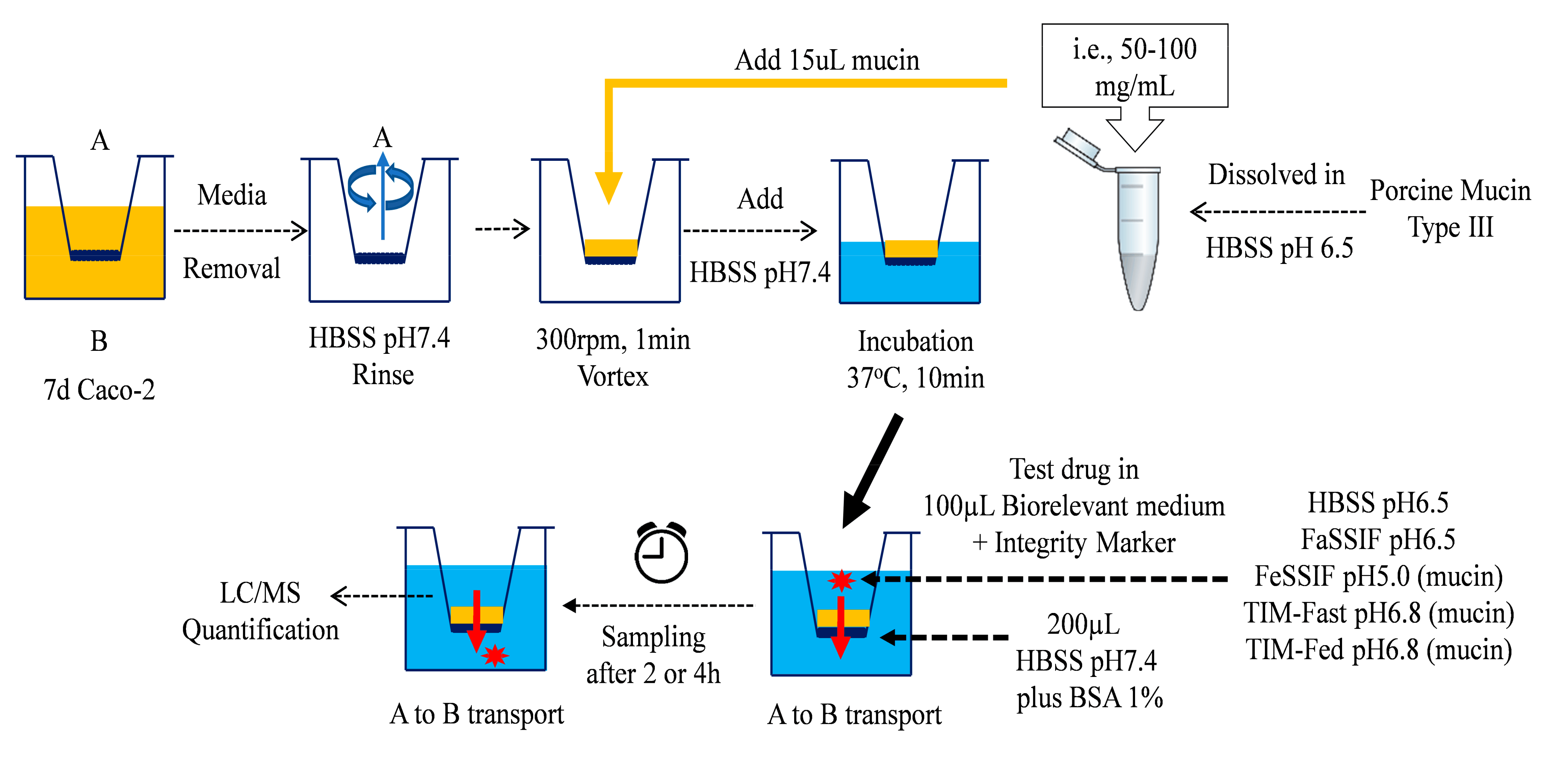 Pharmaceutics Free FullText MucinProtected Caco2 Assay to Study