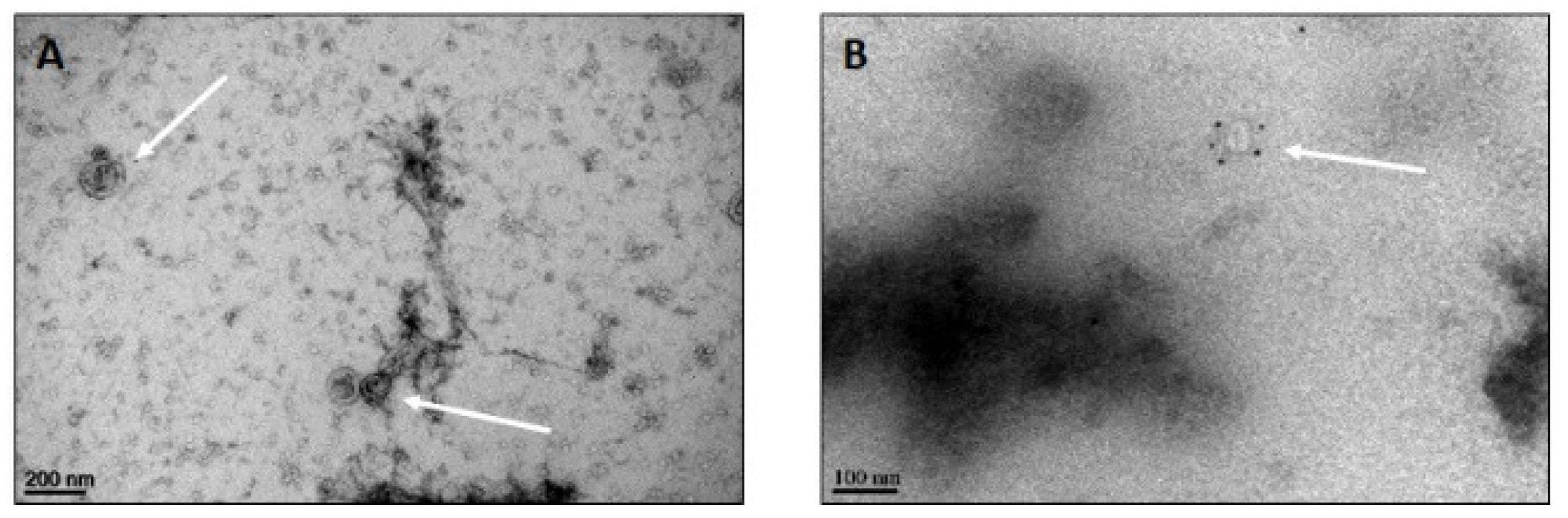 Pharmaceutics 14 00729 g003 Pharmaceutics 14 00729 g003
