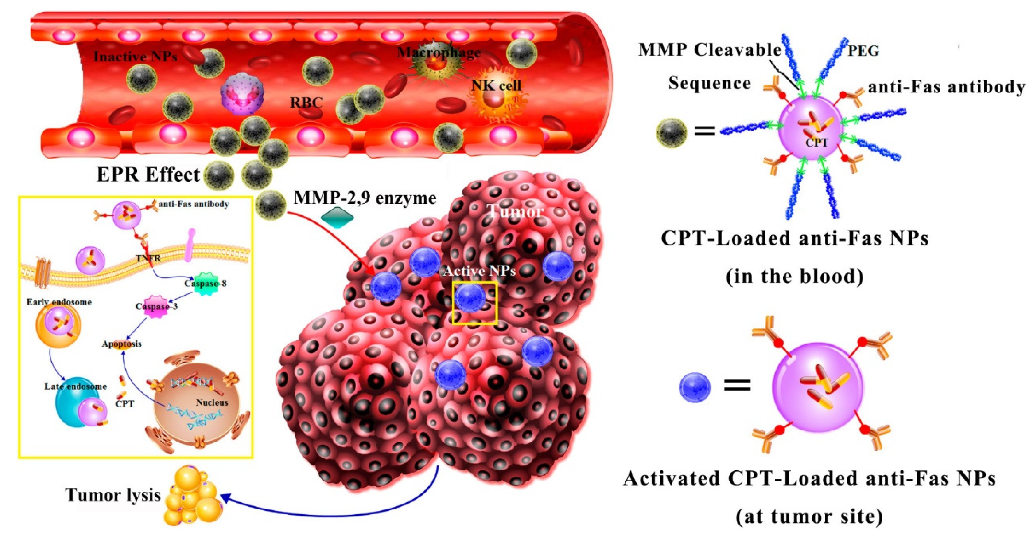 Pharmaceutics 14 00734 g001 550