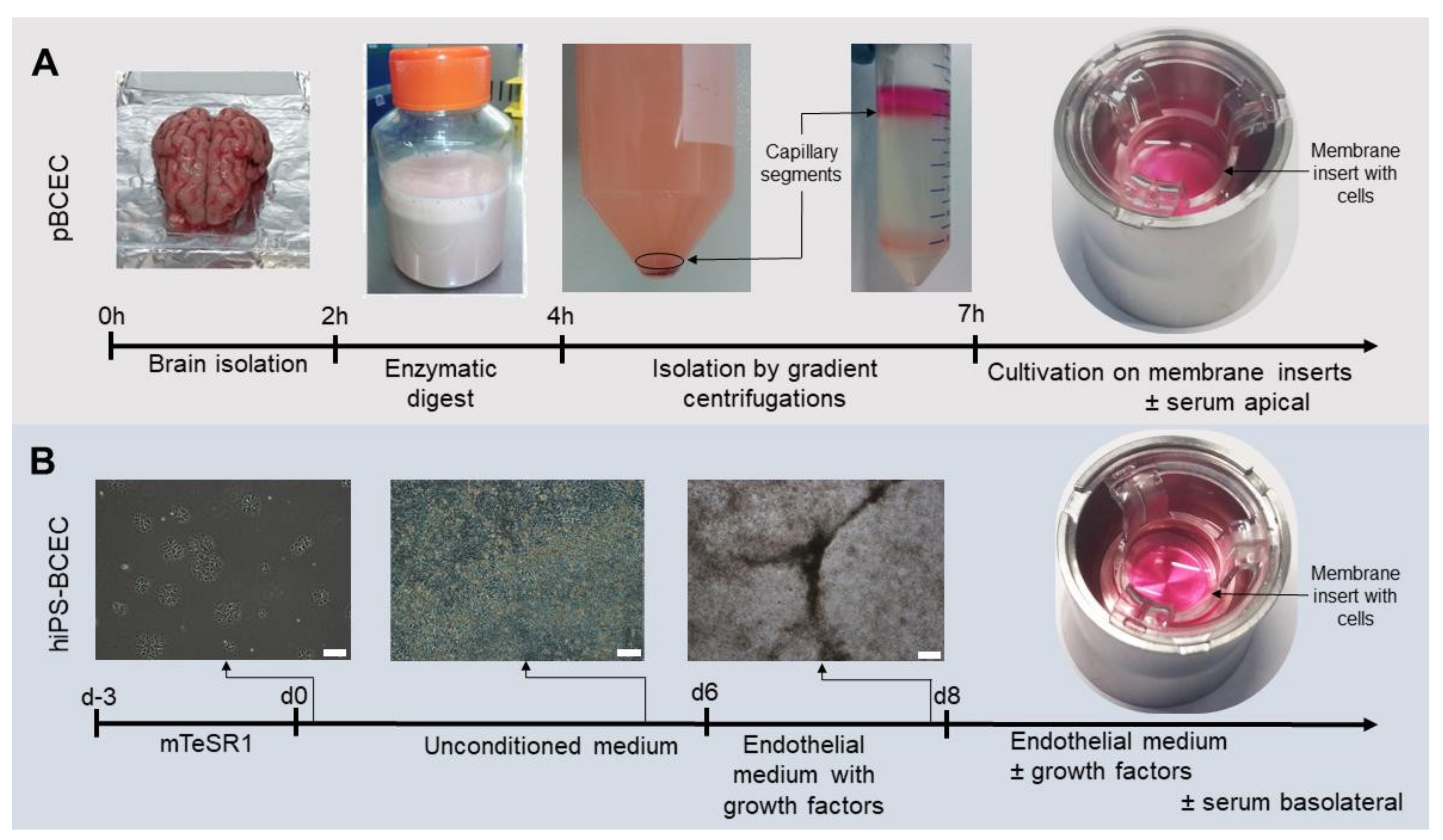 Pharmaceutics 14 00737 g002
