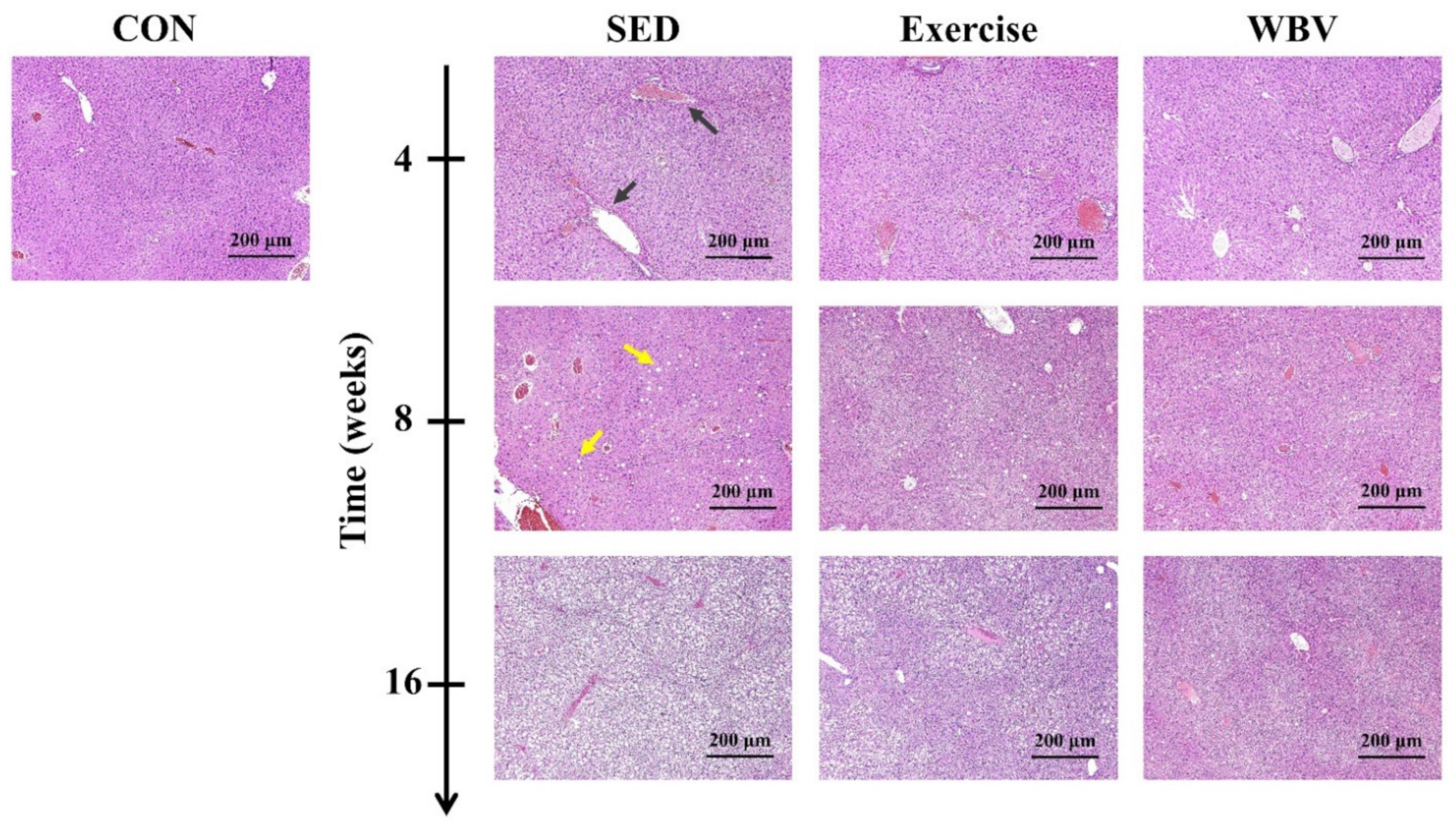 Pharmaceutics 14 00741 g003 Pharmaceutics 14 00741 g003