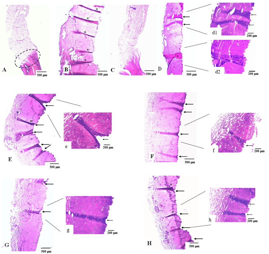 Pharmaceutics 14 00752 g004