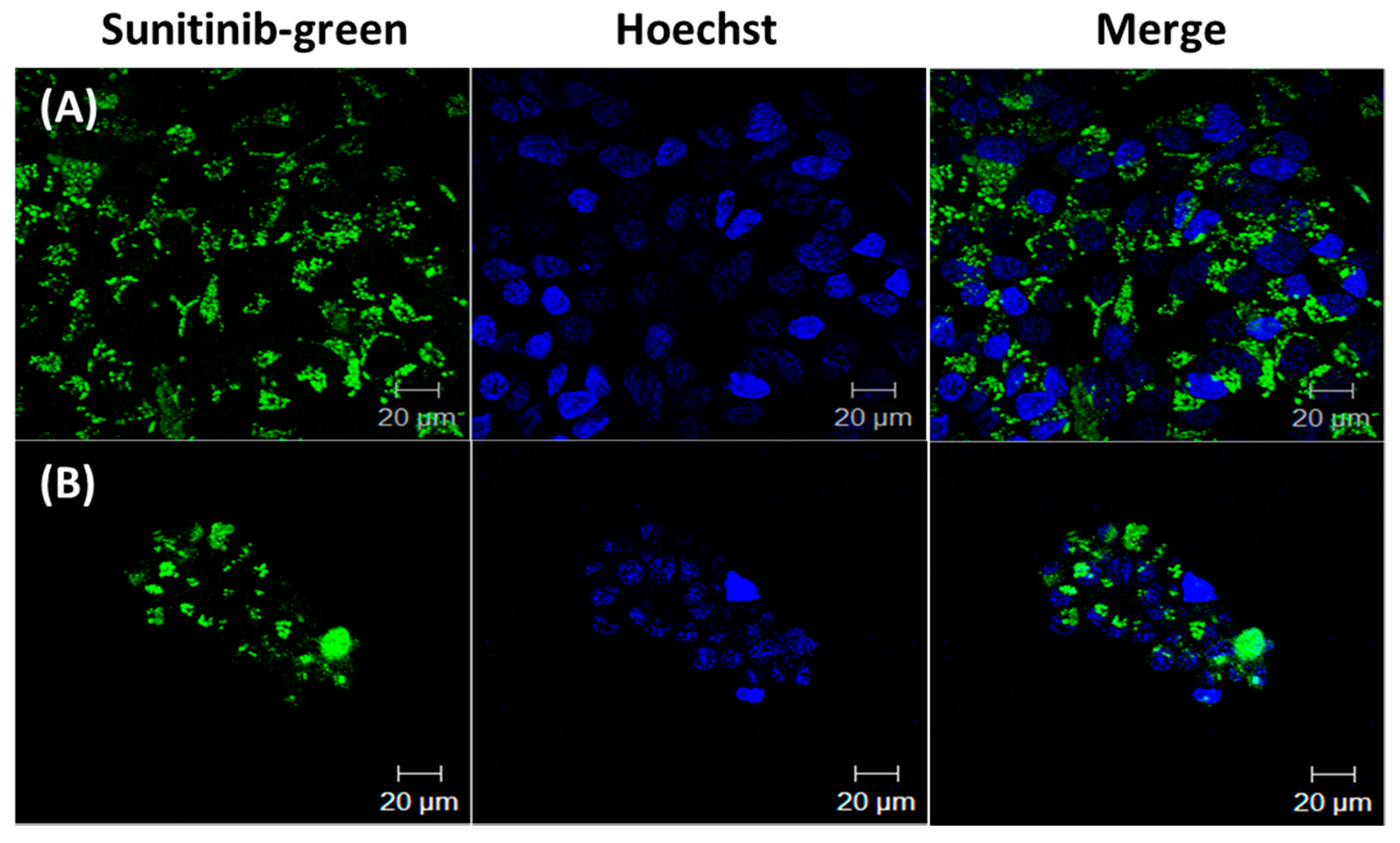 Pharmaceutics 14 00768 g004 Pharmaceutics 14 00768 g004