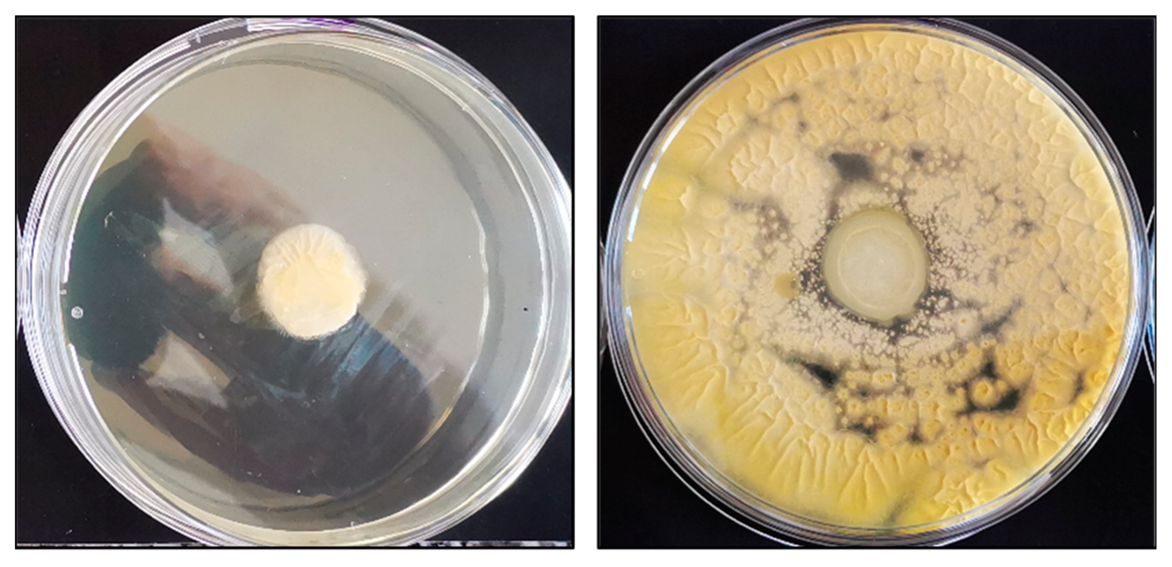 Pharmaceutics 14 00773 g013